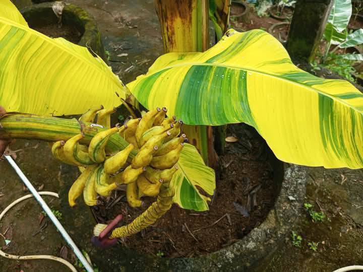 variegated - Musa acuminata Papua - 1 small potted seedling / 1 kleiner, getopfter Sämling