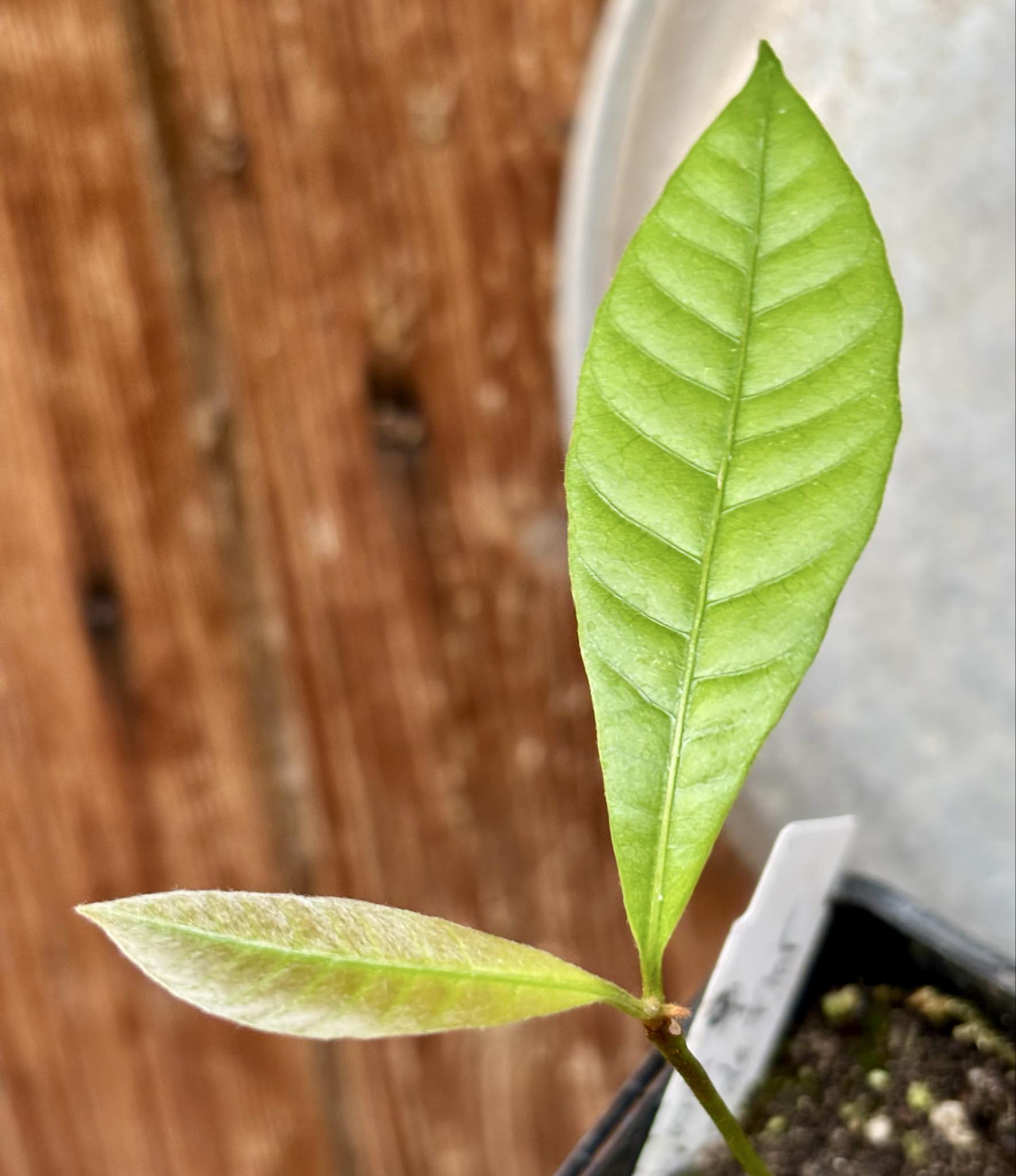 Pouteria sp Calice de Flor  -  1 small potted seedling / 1 kleiner, getopfter Sämling
