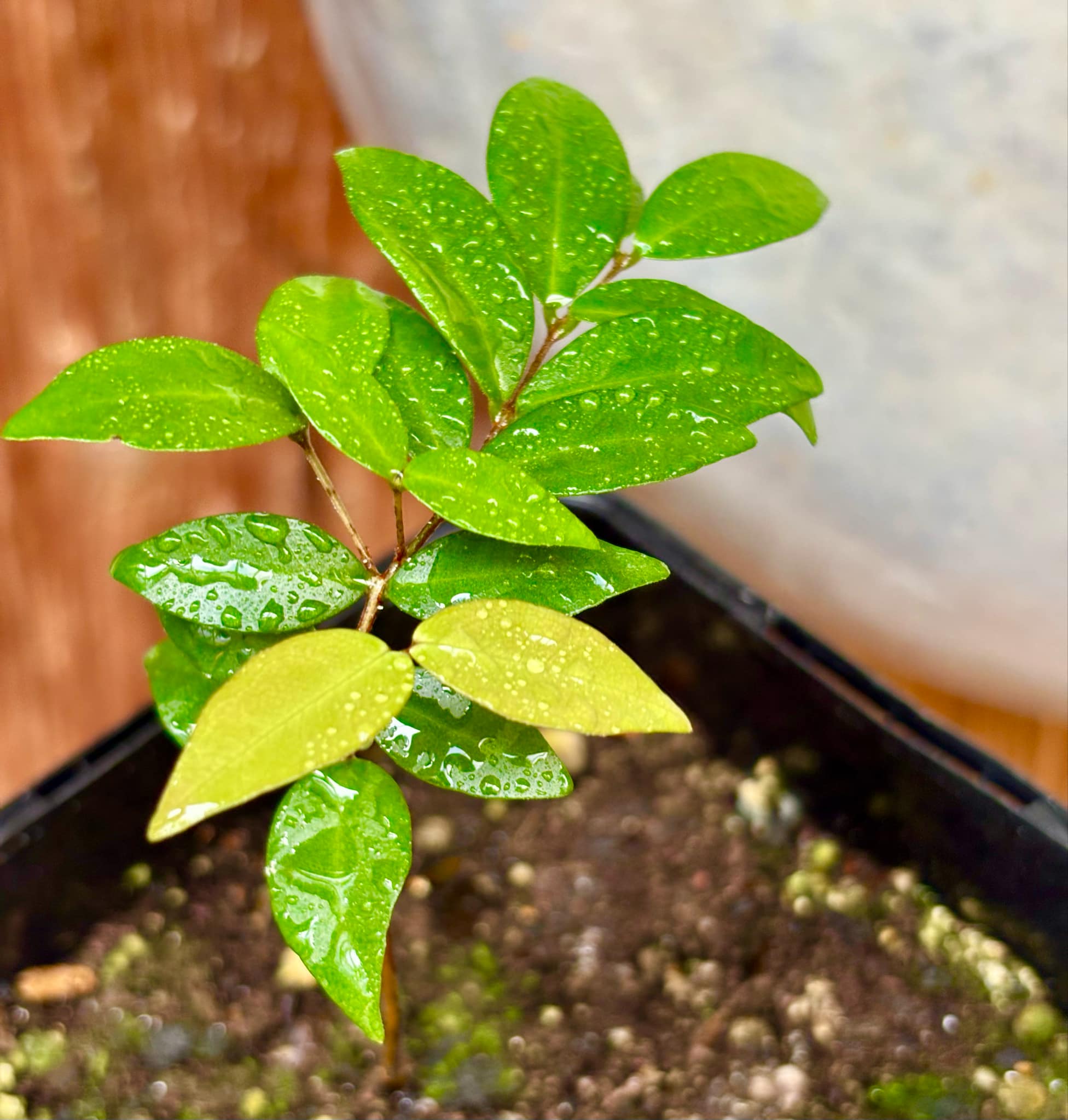 Eugenia sp Amarela Redonda - 1 small potted seedling / 1 kleiner, getopfter Sämling