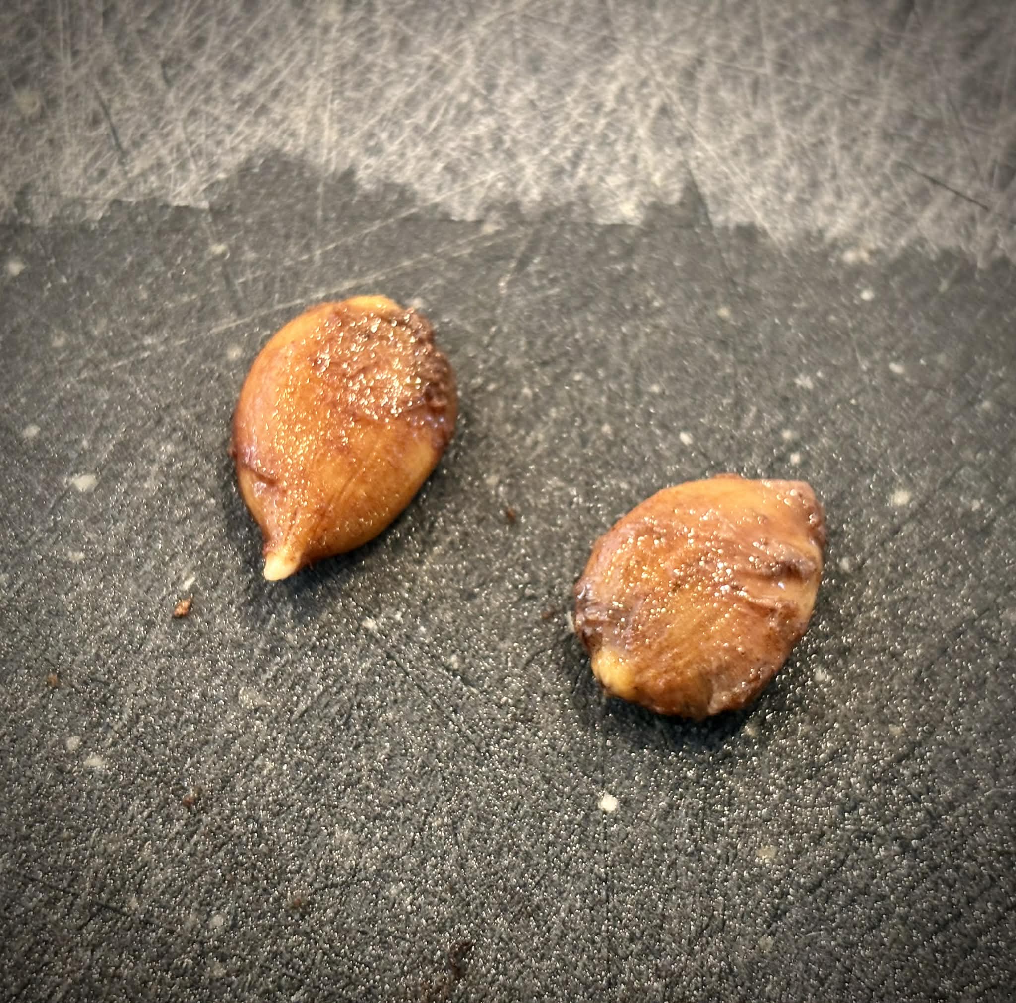 Red Star Fruit (Baccaurea angulata) - 1 germinated seed / 1 gekeimter Samen