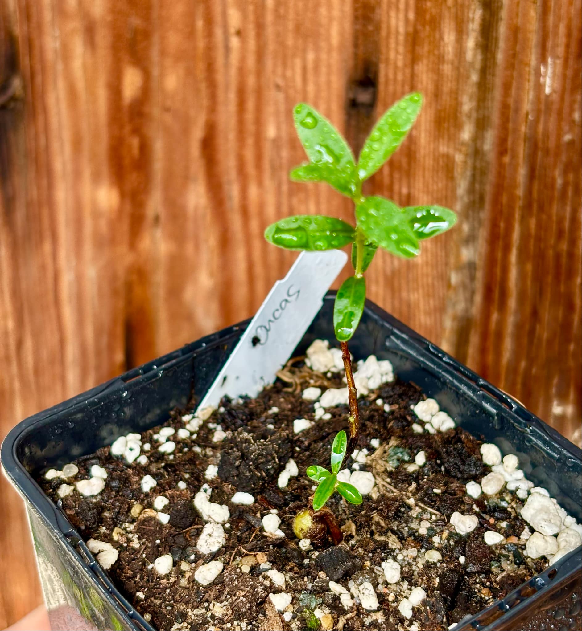 CEREJINHA DE JAGUARIÚNA - Eugenia punicifolia var. Oncas Doce - 1 potted plant / 1 getopfte Pflanze