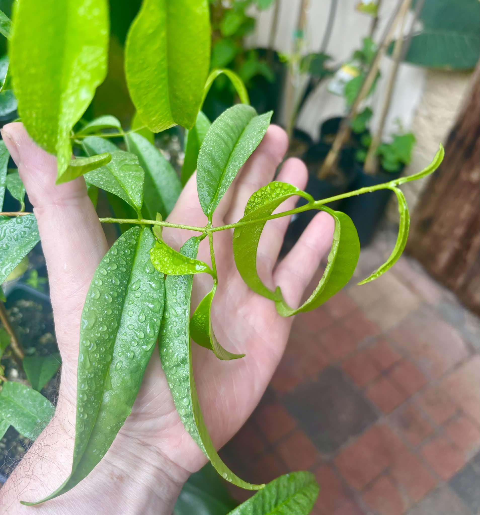 Eugenia sp sect racemosa -  1 potted plant / 1 getopfte Pflanze