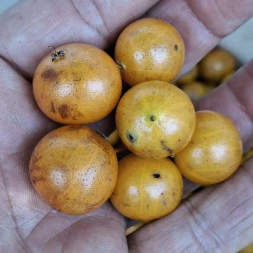 Yellow Guaburiti (Plinia rivularis var. flava) - 1 fresh seed / 1 frischer Samen