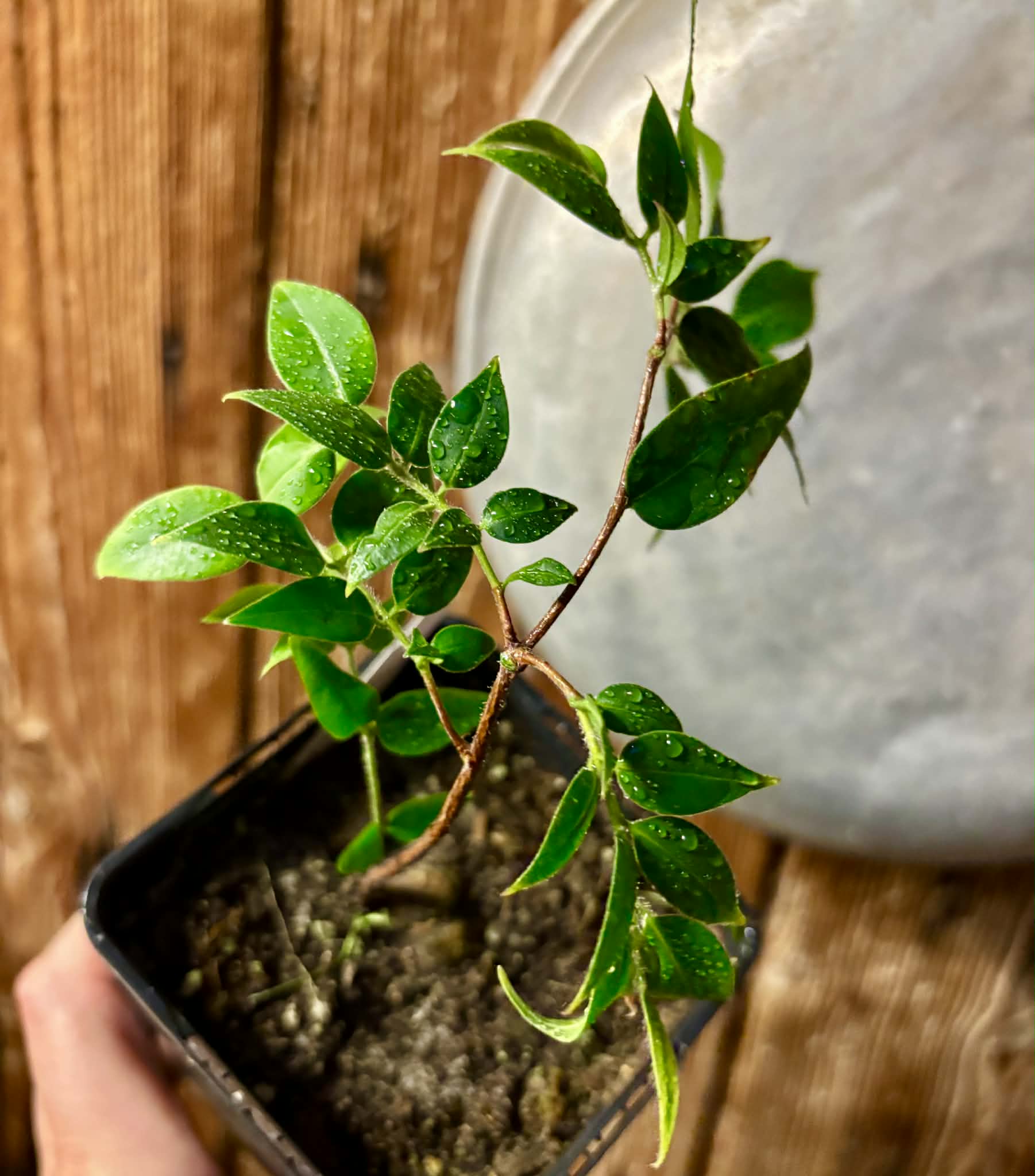 Myrciaria sp Nordestina - 1 potted plant / 1 getopfte Pflanze