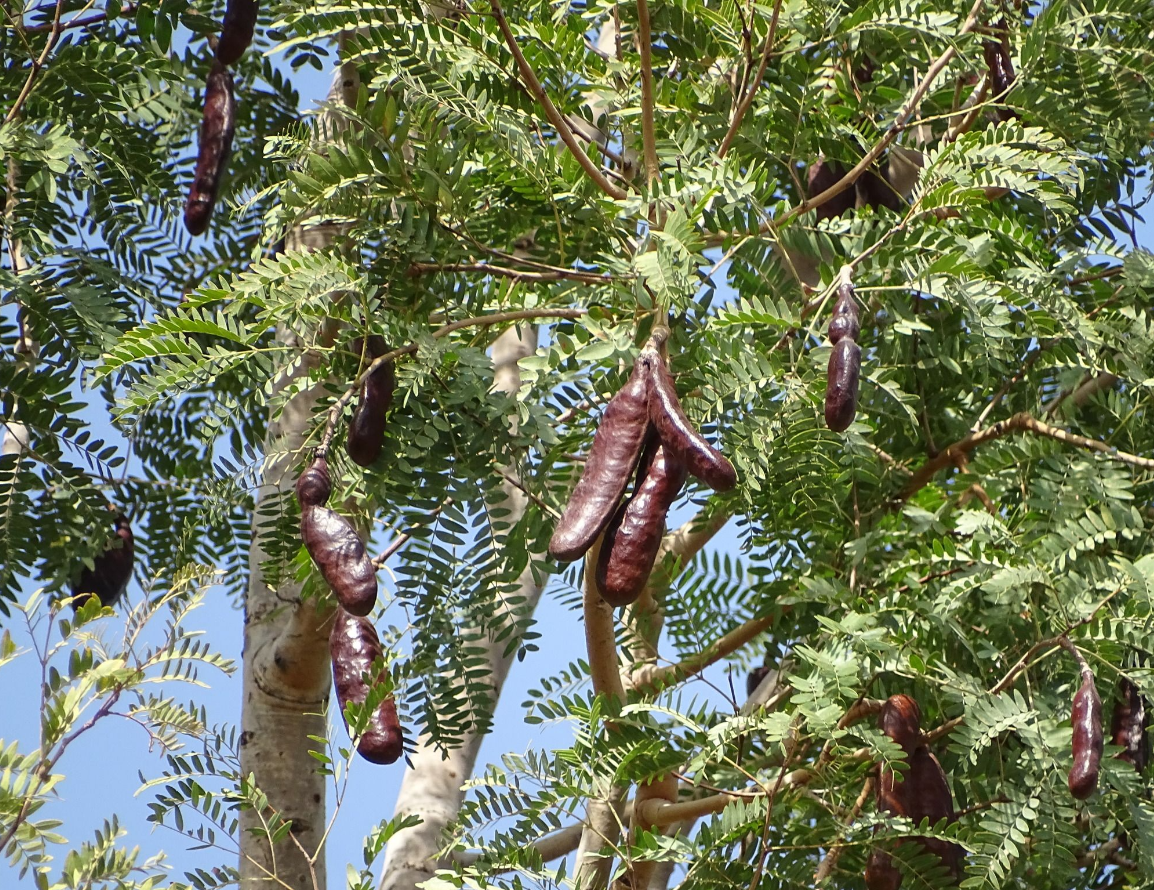 African Mesquite (Prosopis africana) - 2 fresh seeds / 2 frische Samen