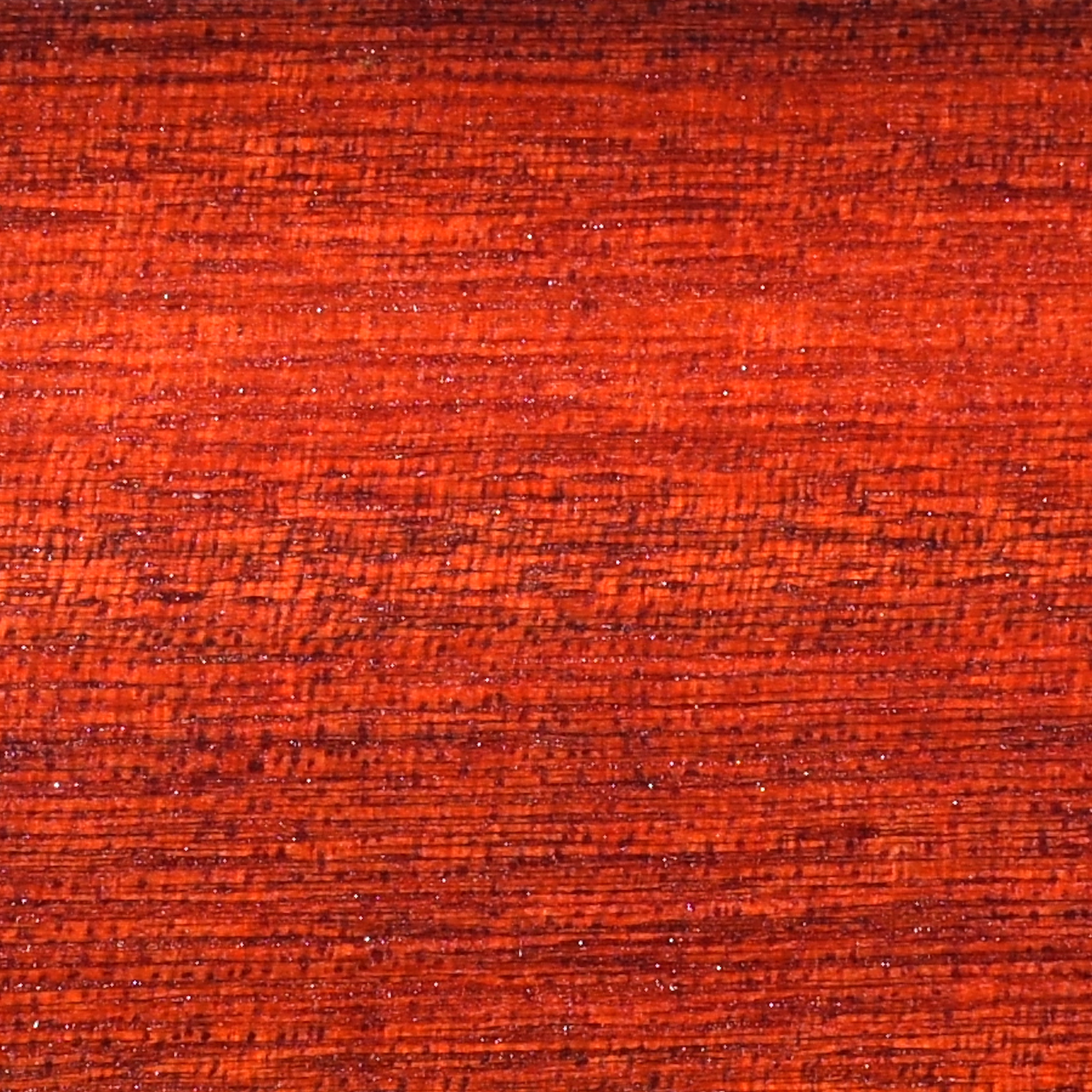 Bloodwood (Brosimum rubescens) - 1 potted plant / 1 getopfte Pflanze