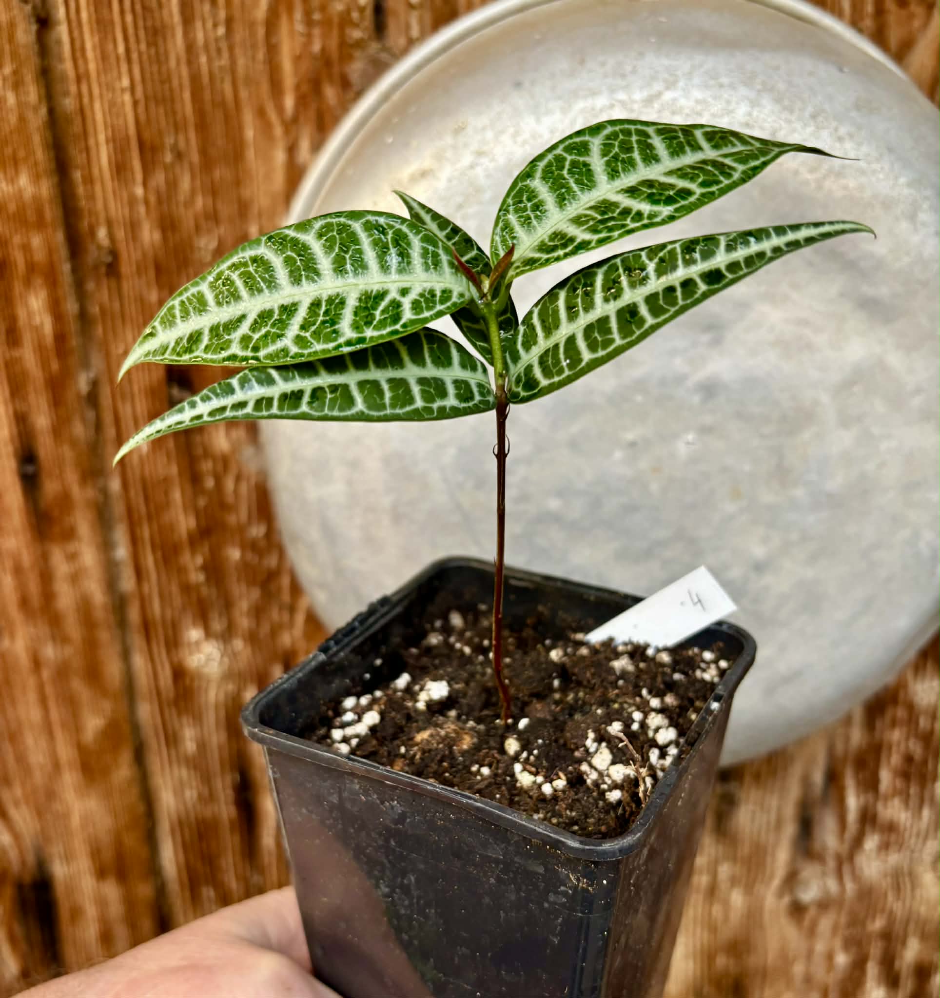 Eugenia sp Labisia Nr. 4 -  1 potted plant / 1 getopfte Pflanze