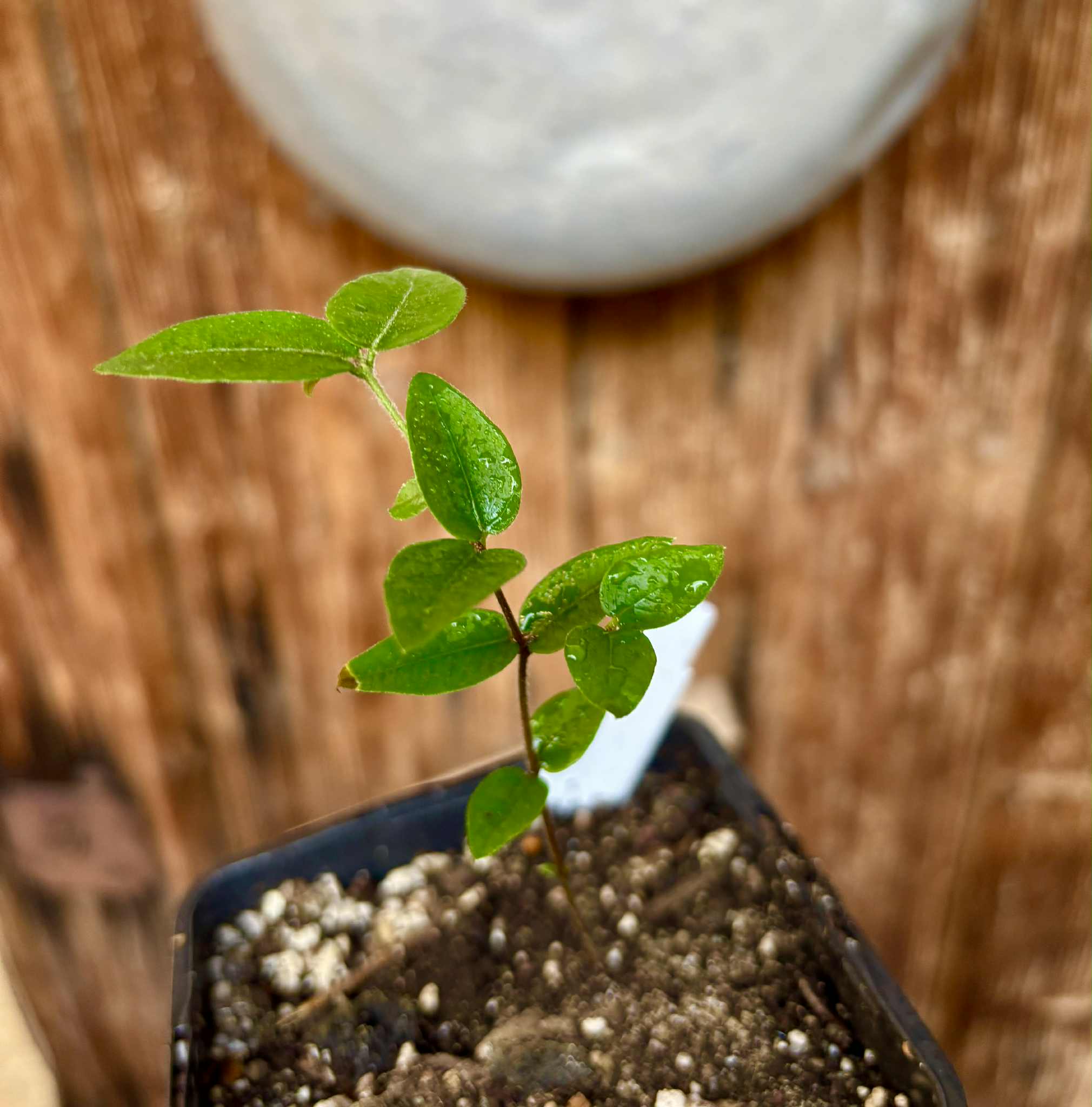 Myrciaria aff plinioides-  1 potted seedling / 1 getopfter Sämling