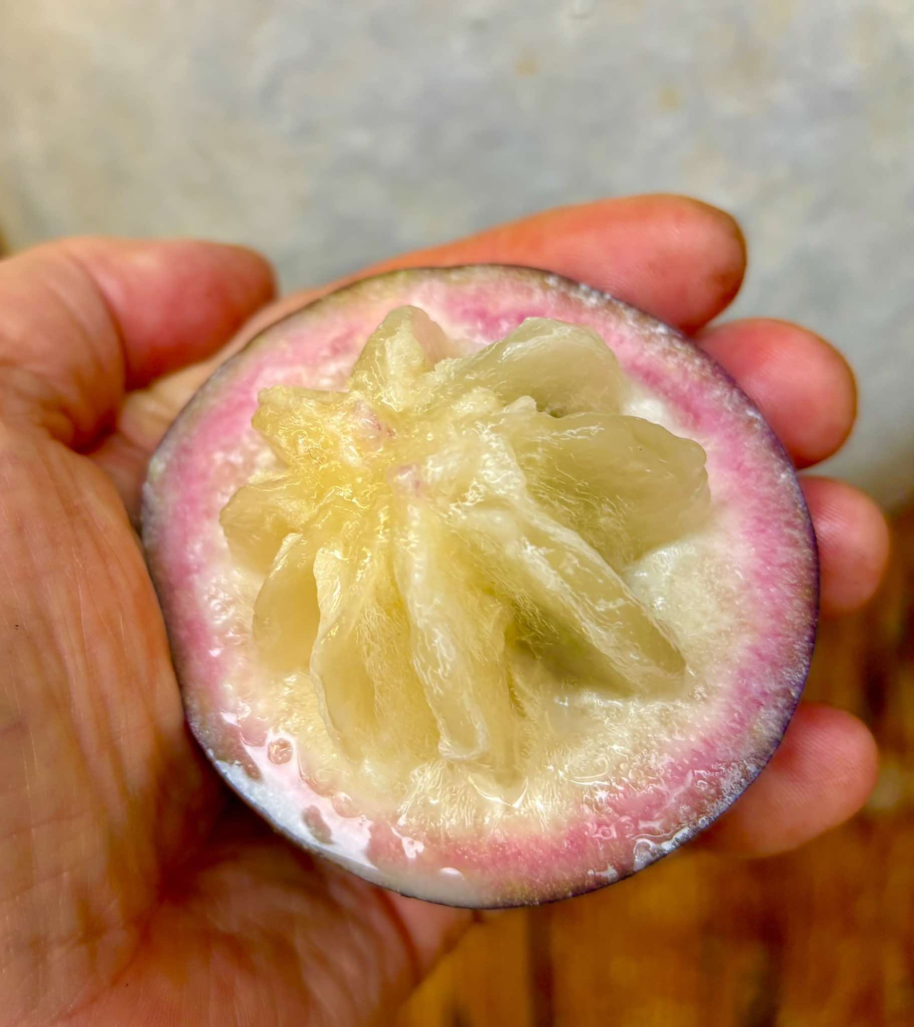 Star Apple - Chrysophyllum cainito - 1 fresh seed / 1 frischer Samen