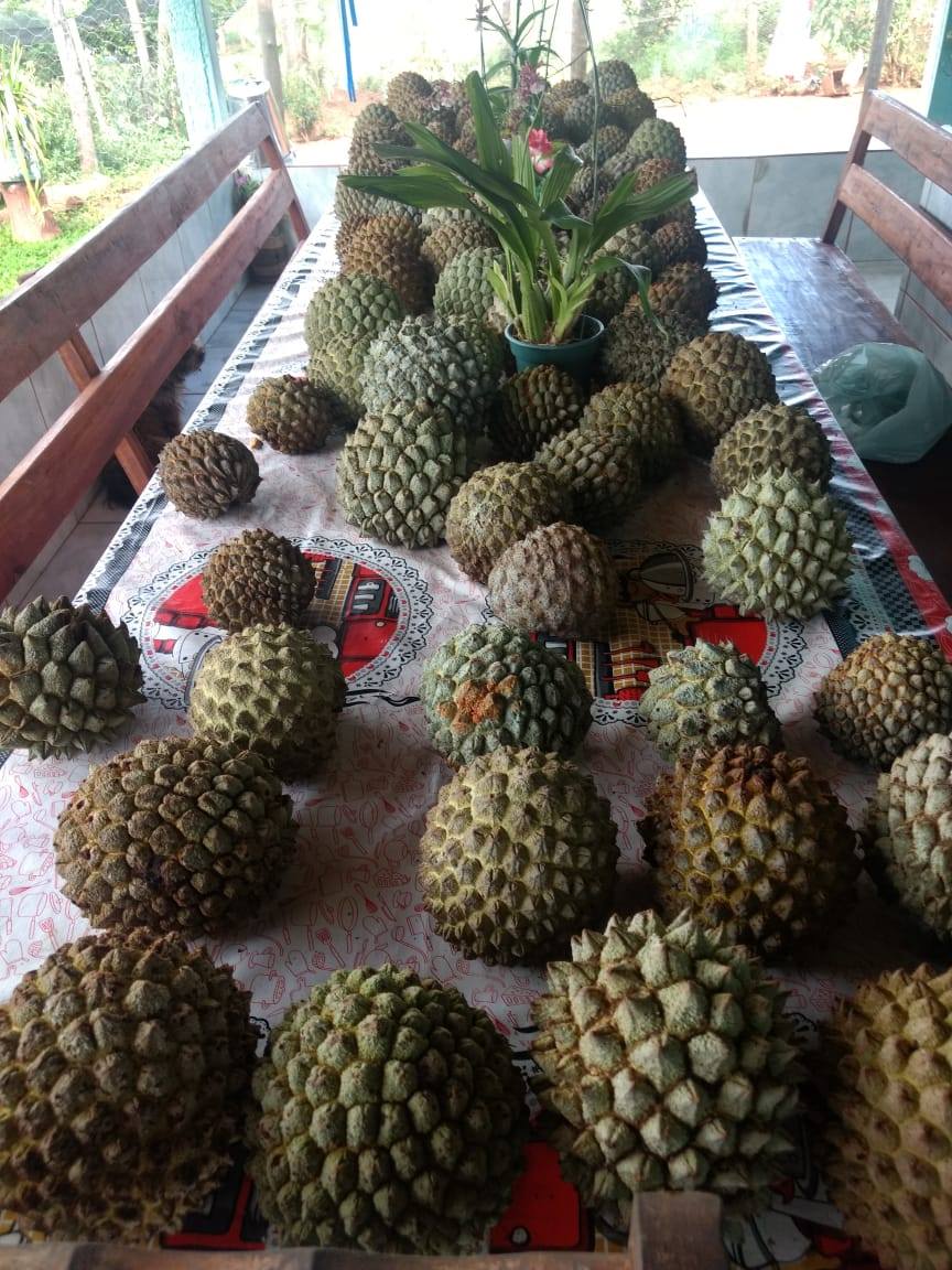 Annona crassiflora - Marolo - 1 fresh seed / 1 frischer Samen