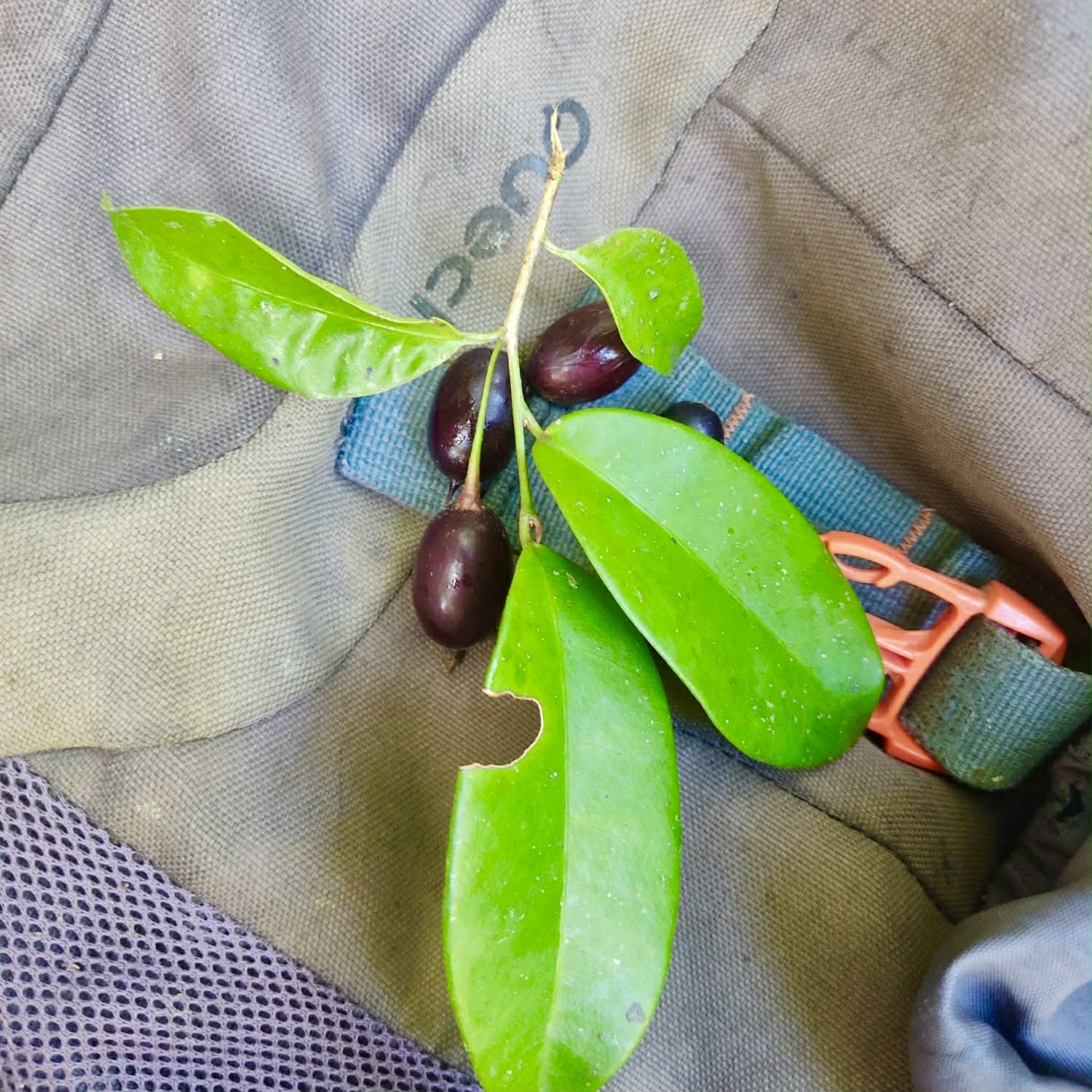 Pre Order - Chrysophyllum sp. Sabiá -  1 fresh seed / 1 frischer Samen