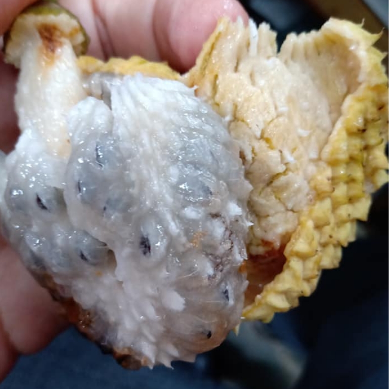 Annona dolabripetala - 1 fresh seed / 1 frischer Samen