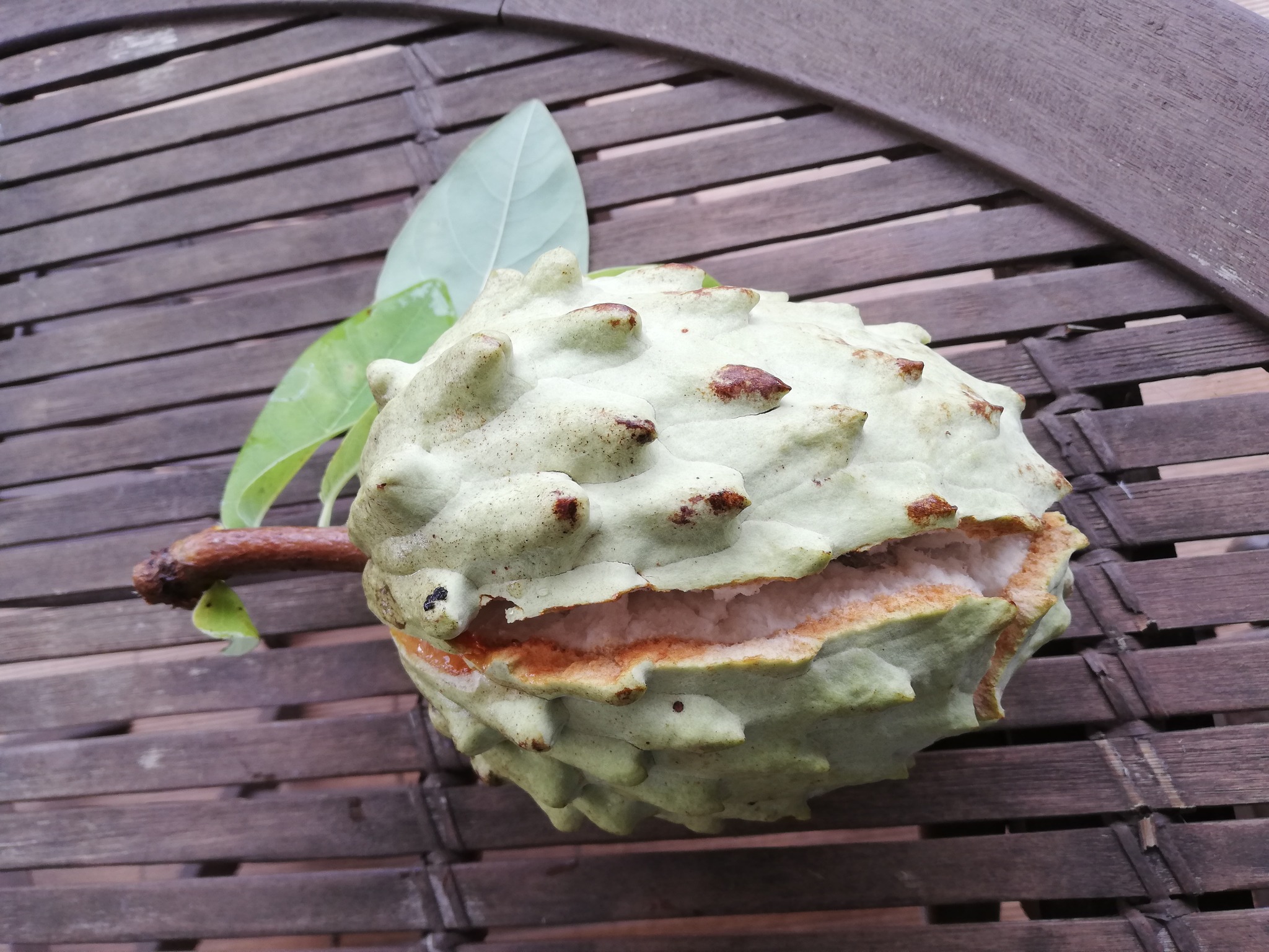 Ilama (Annona macroprophyllata) - 1 fresh seed / 1 frischer Samen