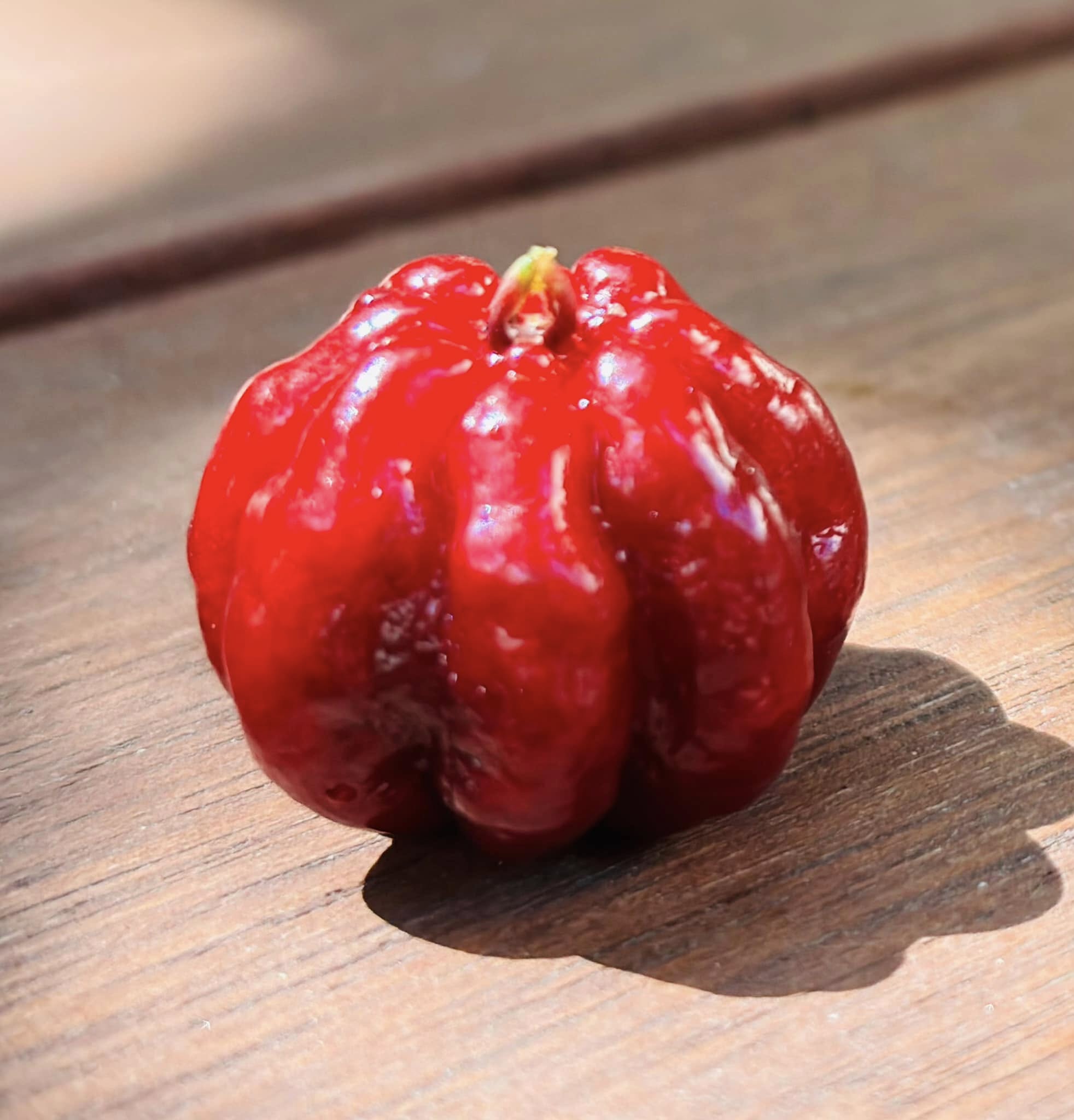 10 years old - many fruits every year - Eugenia uniflora var. Tutti Colore  - 1 plant / 1 Pflanze