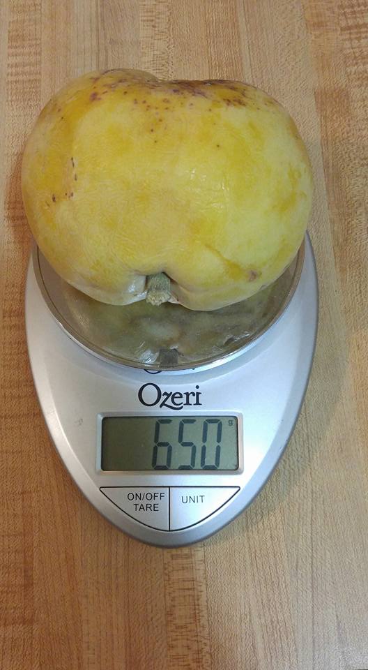 White Sapote var. MacDill (Casimiroa edulis) - 3 fresh seeds / 3 frische Samen