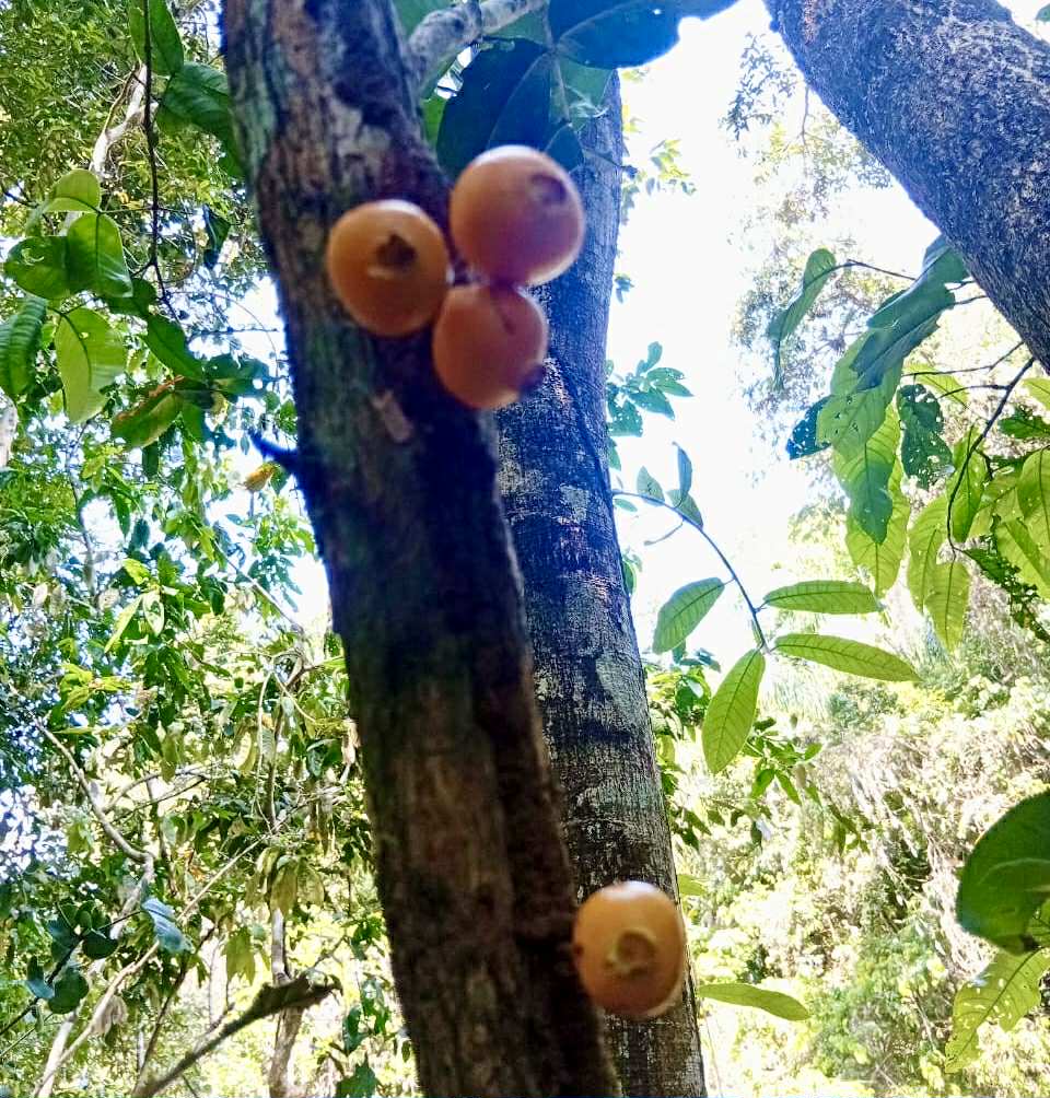 Mouriri sp Rondonia - 1 fresh seed / 1 frischer Samen