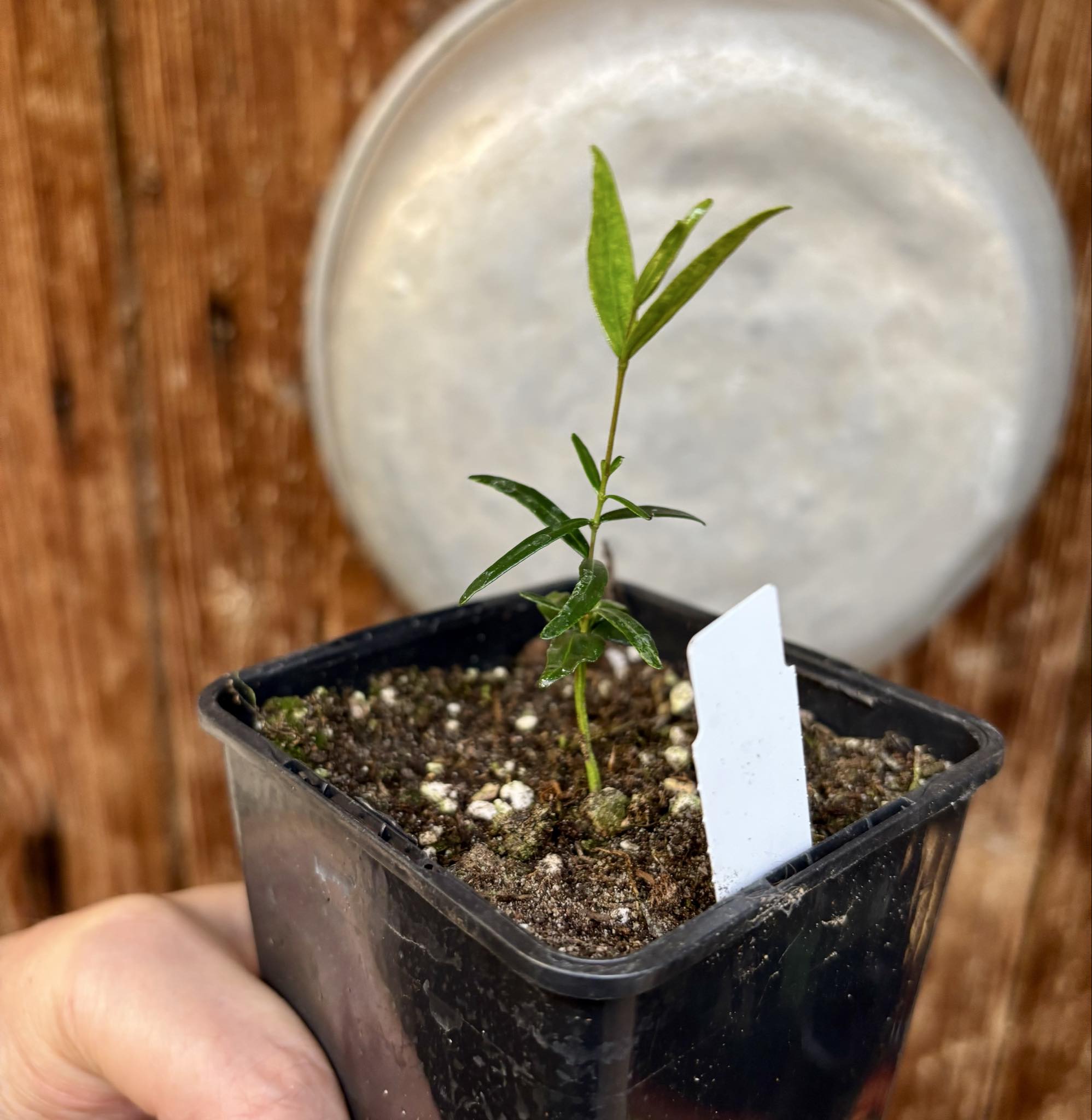 Mapirunga (Myrcia sp.)  - 1 small potted seedling / 1 kleiner, getopfter Sämling Mapirunga (Myrcia sp.)  - 1 small potted seedling / 1 kleiner, getopfter Sämling