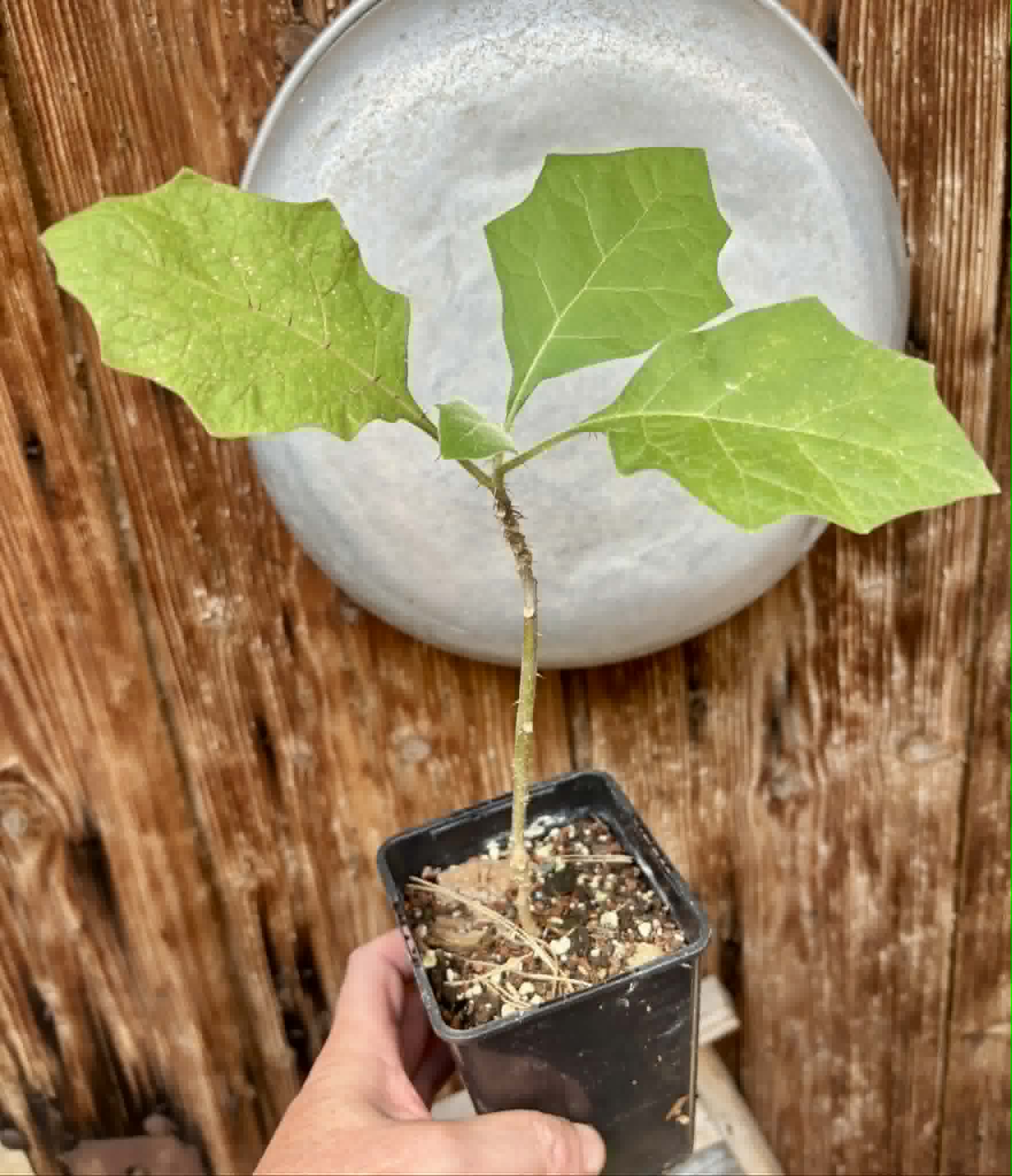 Juã-Açu - Solanum oocarpum - 1 potted plant / 1 getopfte Pflanze