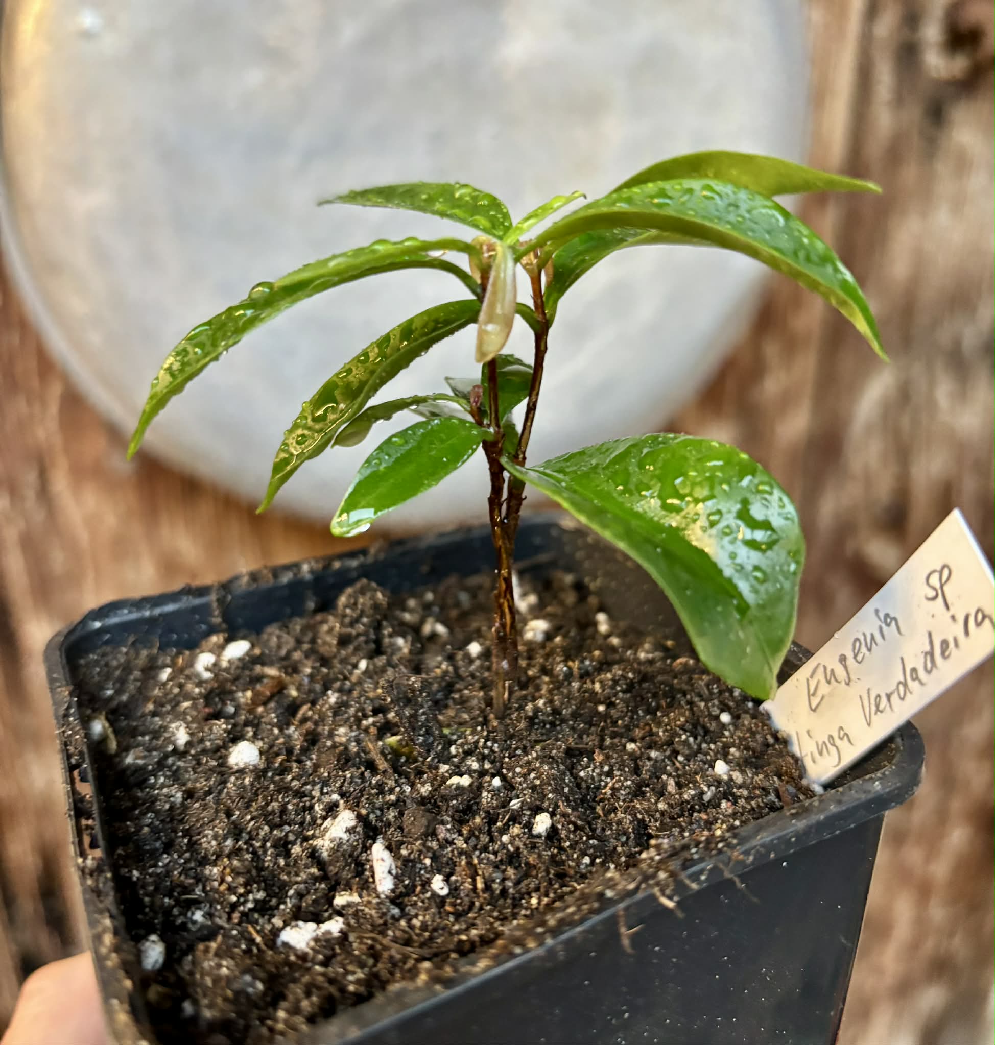 Eugenia sp Batinga Verdadeira -  1 potted plant / 1 getopfte Pflanze