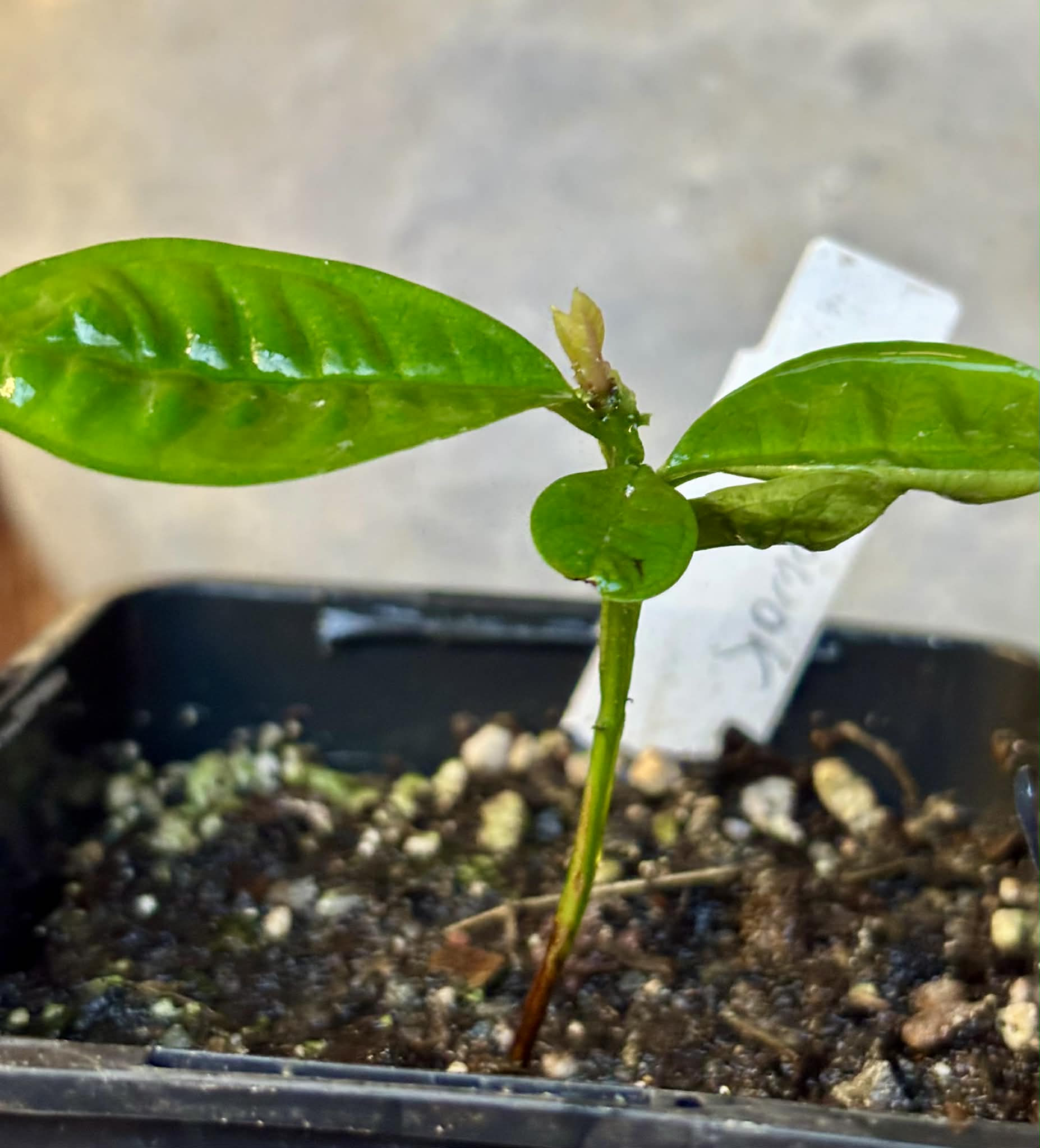 Gowok (Syzygium polycephalum) - 1 potted seedling / 1 getopfter Sämling 