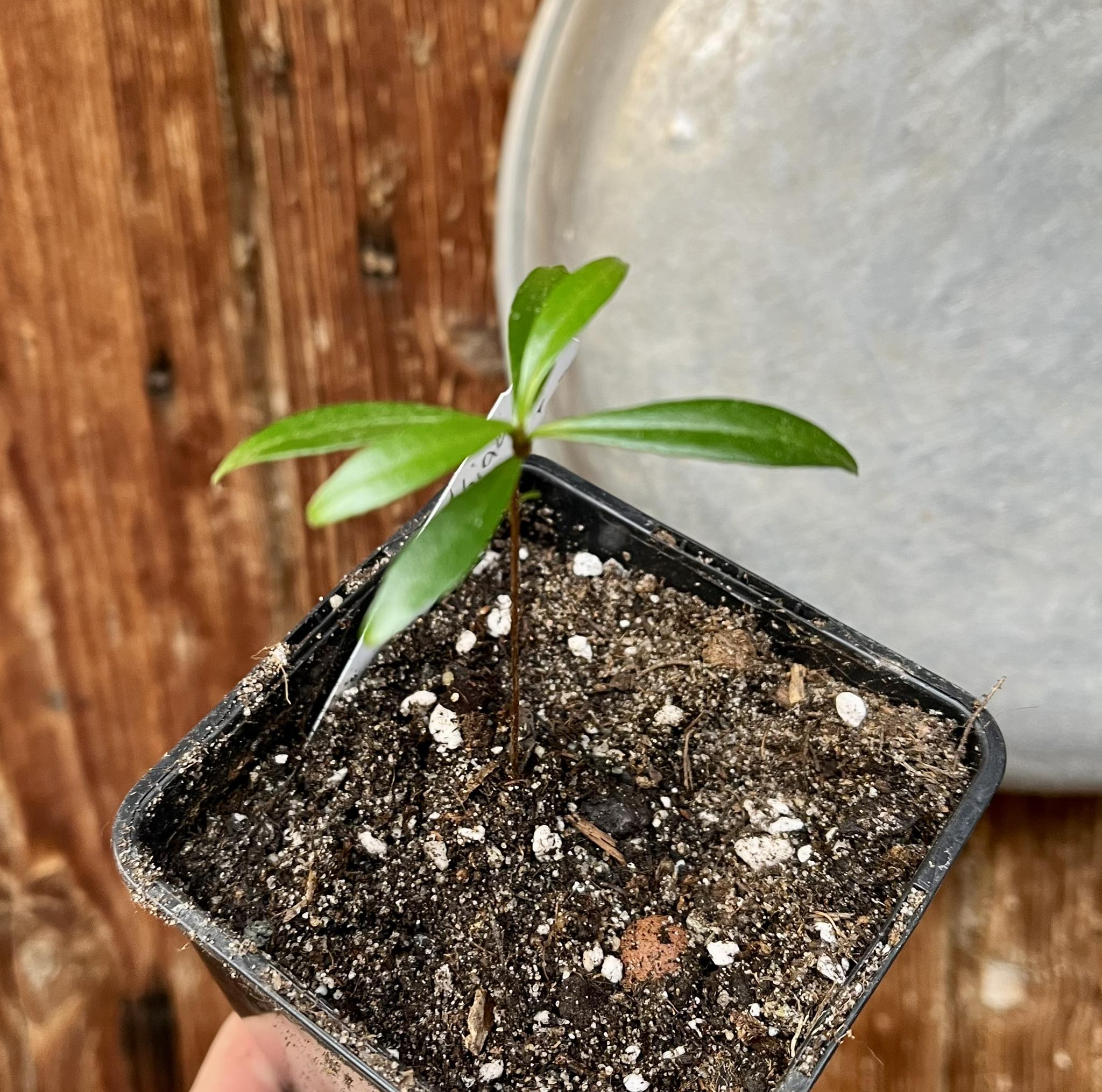 Pitomba (Eugenia luschnathiana) 1 potted plant / 1 getopfte Pflanze