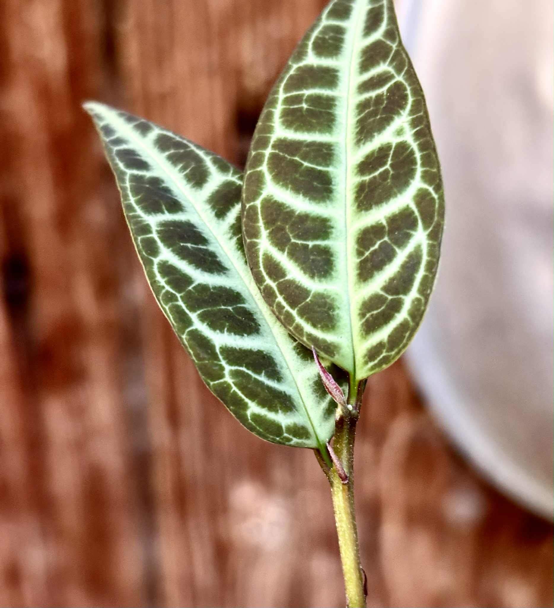 Eugenia sp Labisia -  1 potted seedling / 1 getopfter Sämling