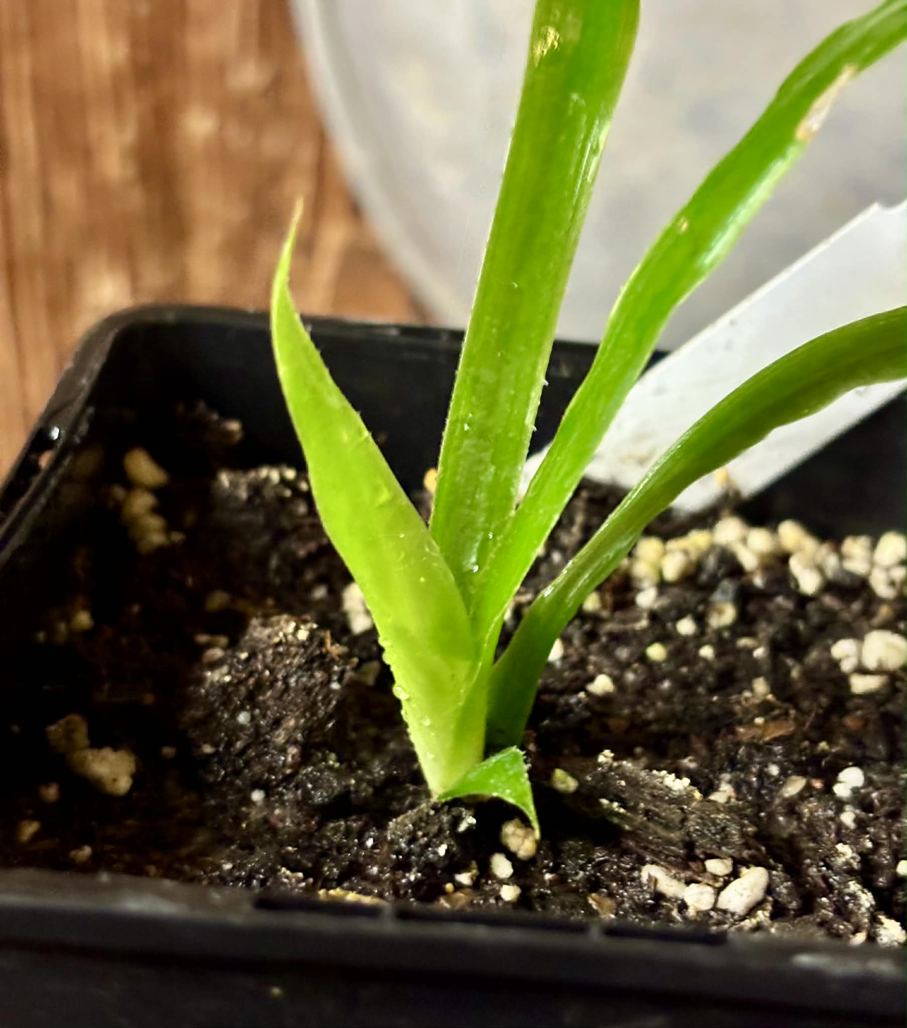 Gravata (Bromelia antiacantha)  -  1 small potted seedling / 1 kleiner, getopfter Sämling