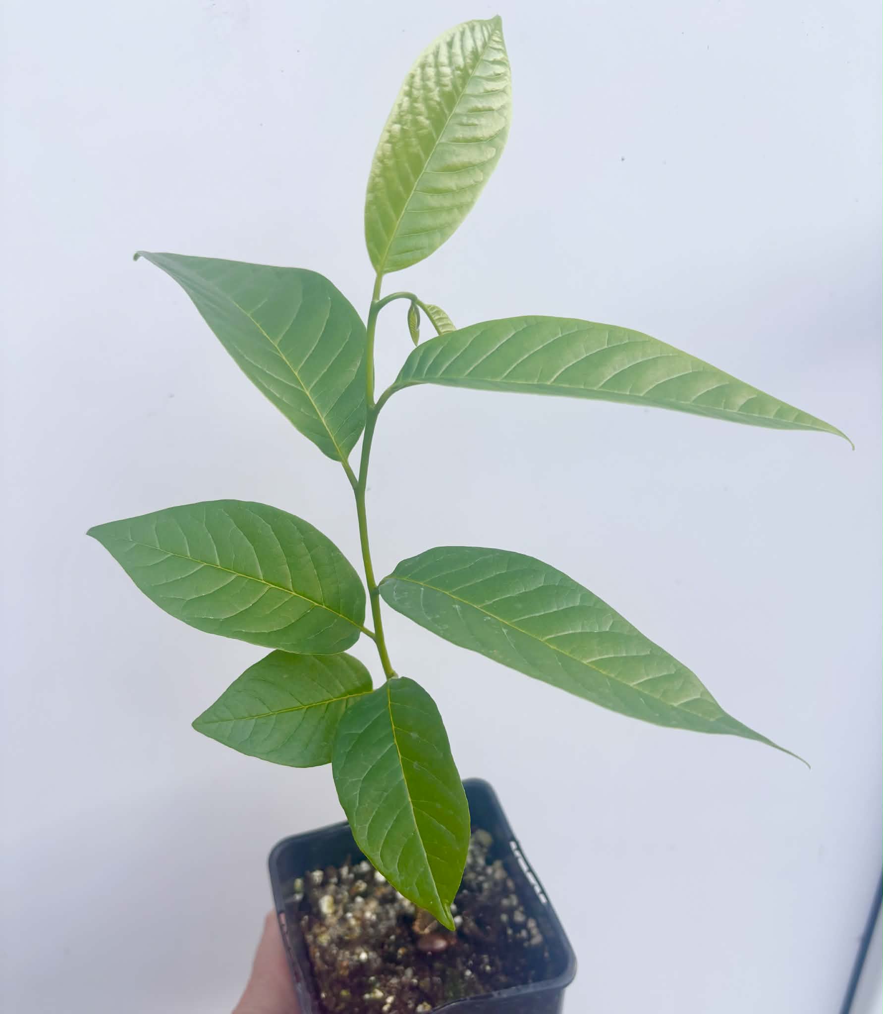 Annona reticulata var San Pablo - 1 potted seedling / 1 getopfter Sämling