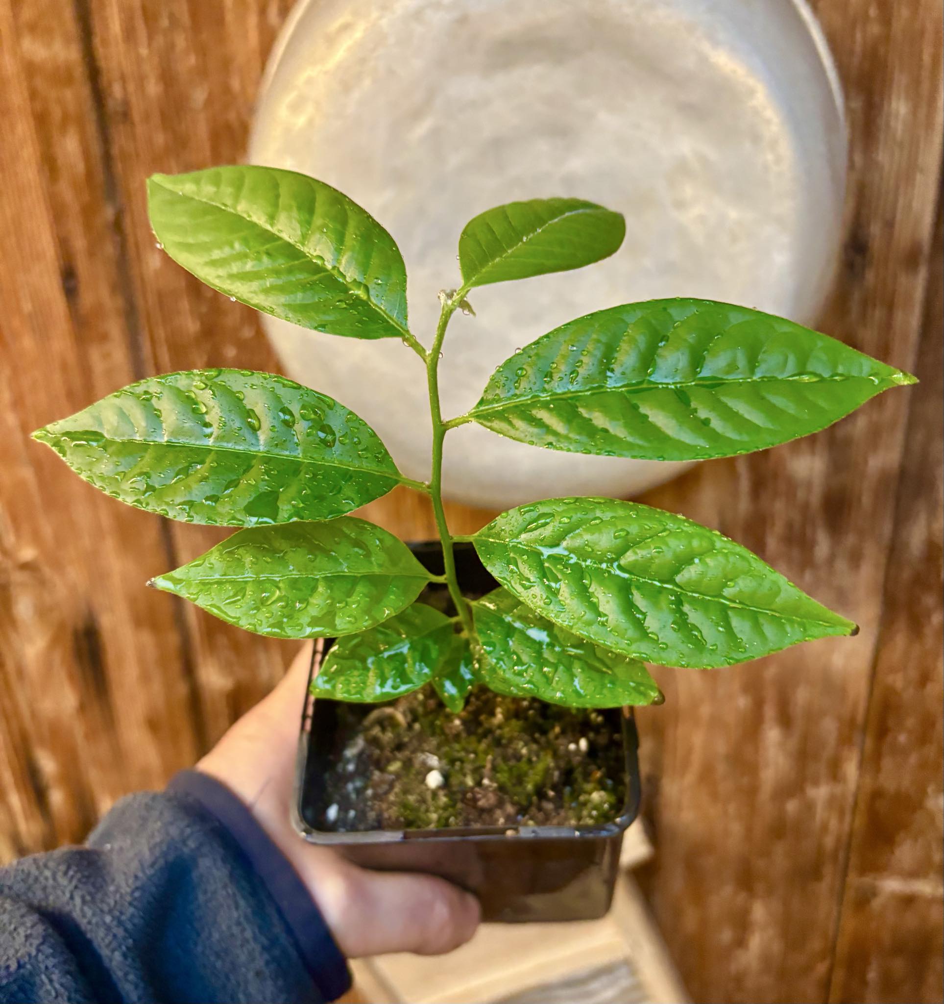Annona reticulata big pink-red variety - 1 potted plant / 1 getopfte Pflanze