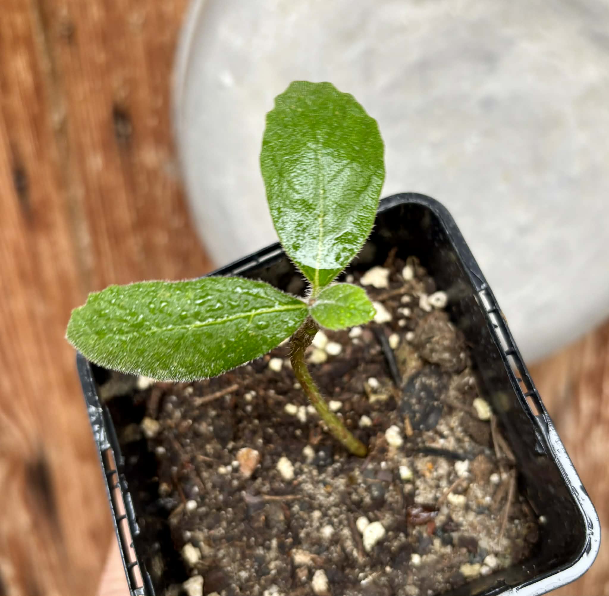 Zirikote (Cordia dodecandra) - 1 potted seedling / 1 getopfter Sämling