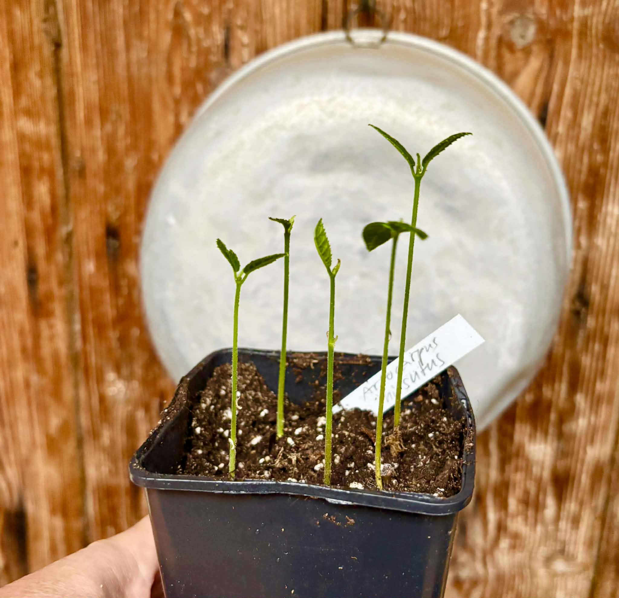 5 in 1 pot - Artocarpus hirsutus  -  5 seedlings in one pot / 5 Sämlinge in einem Topf