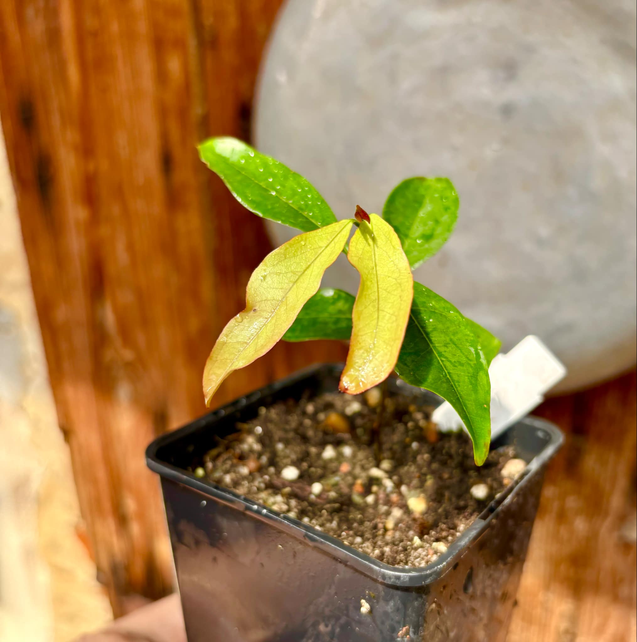 Eugenia florida - 1 potted plant / 1 getopfte Pflanze