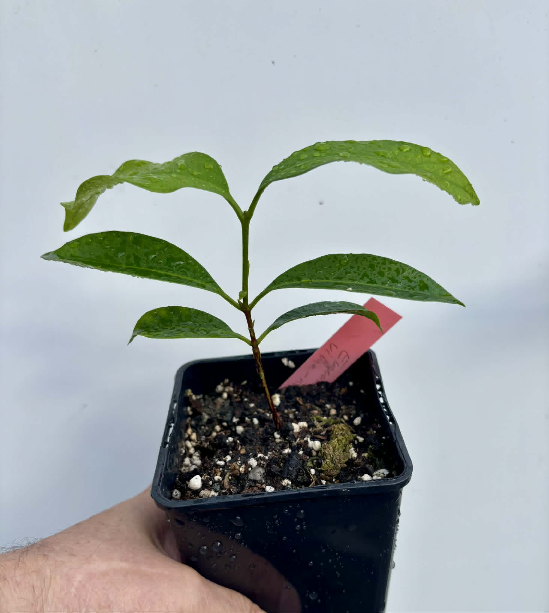 Grumixama-açu (Eugenia villae-novae) - 1 potted seedling / 1 getopfter Sämling