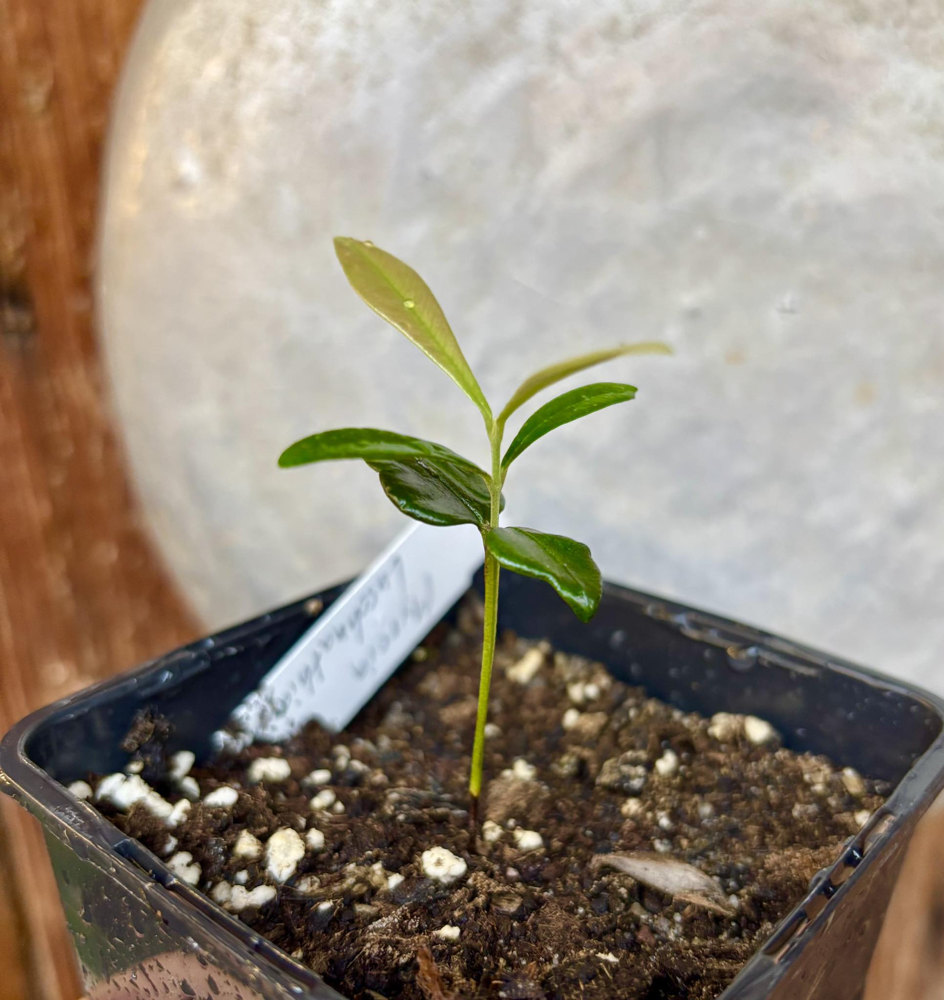 Myrcia luschnathiana -  1 small potted seedling / 1 kleiner, getopfter Sämling