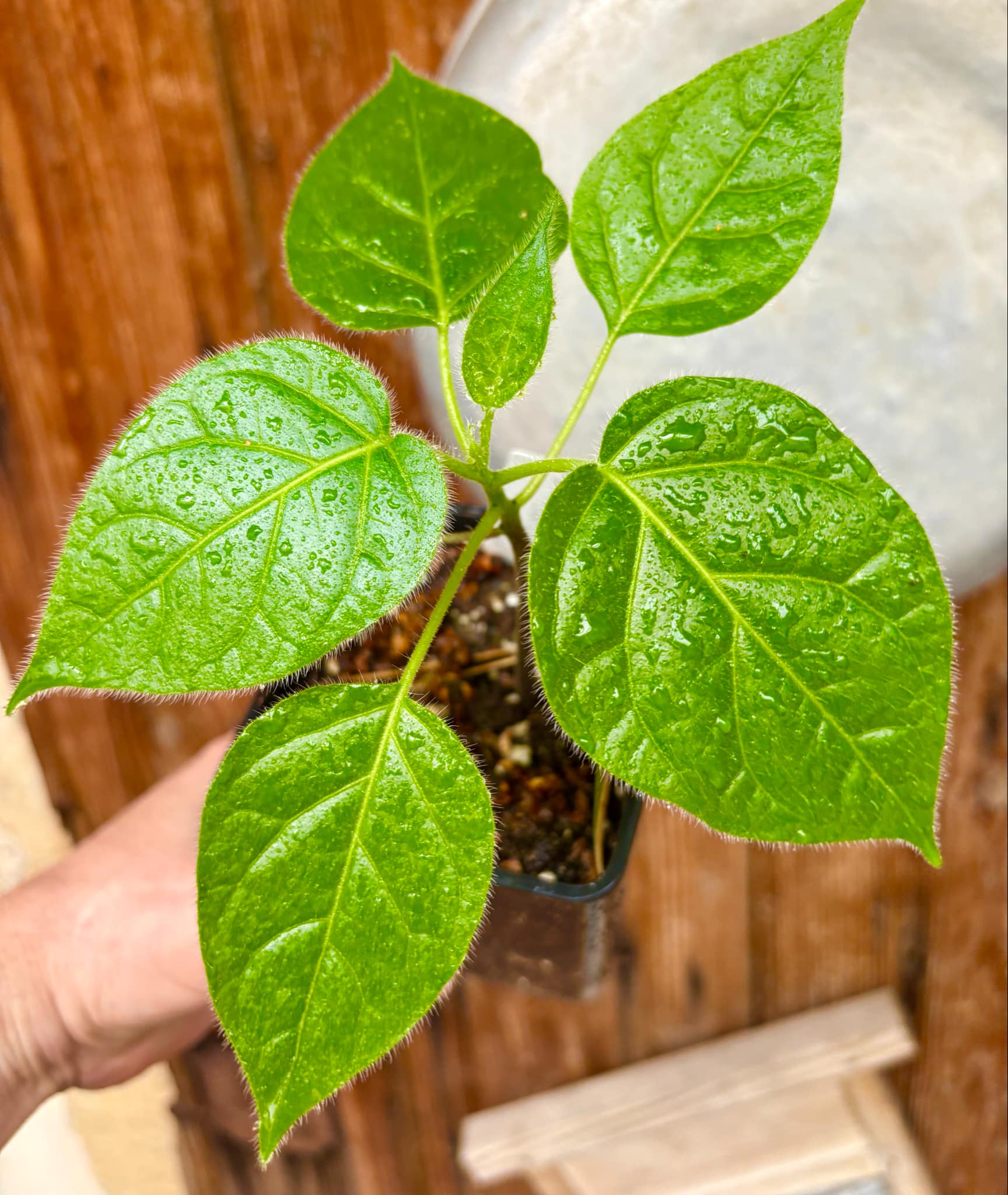 Solanum sibundoyense - 1 potted seedling / 1 getopfter Sämling