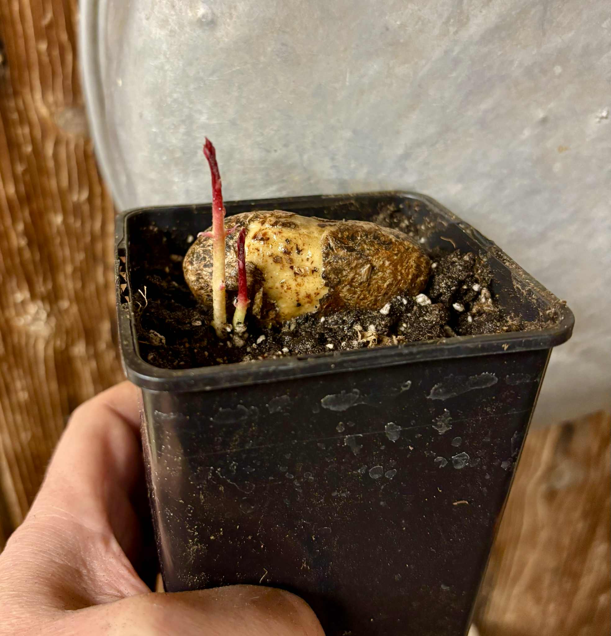 Eugenia sp Terebinthina - 1 potted seedling / 1 getopfter Sämling