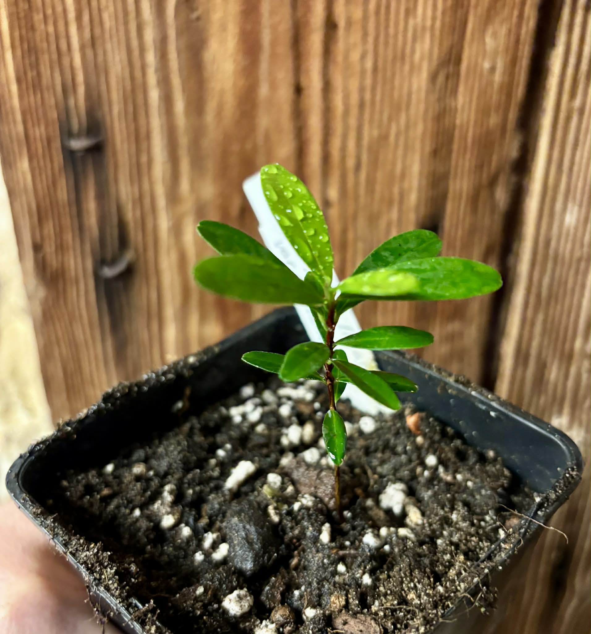 Eugenia ligustrina var. fluminensis - 1 potted seedling / 1 getopfter Sämling