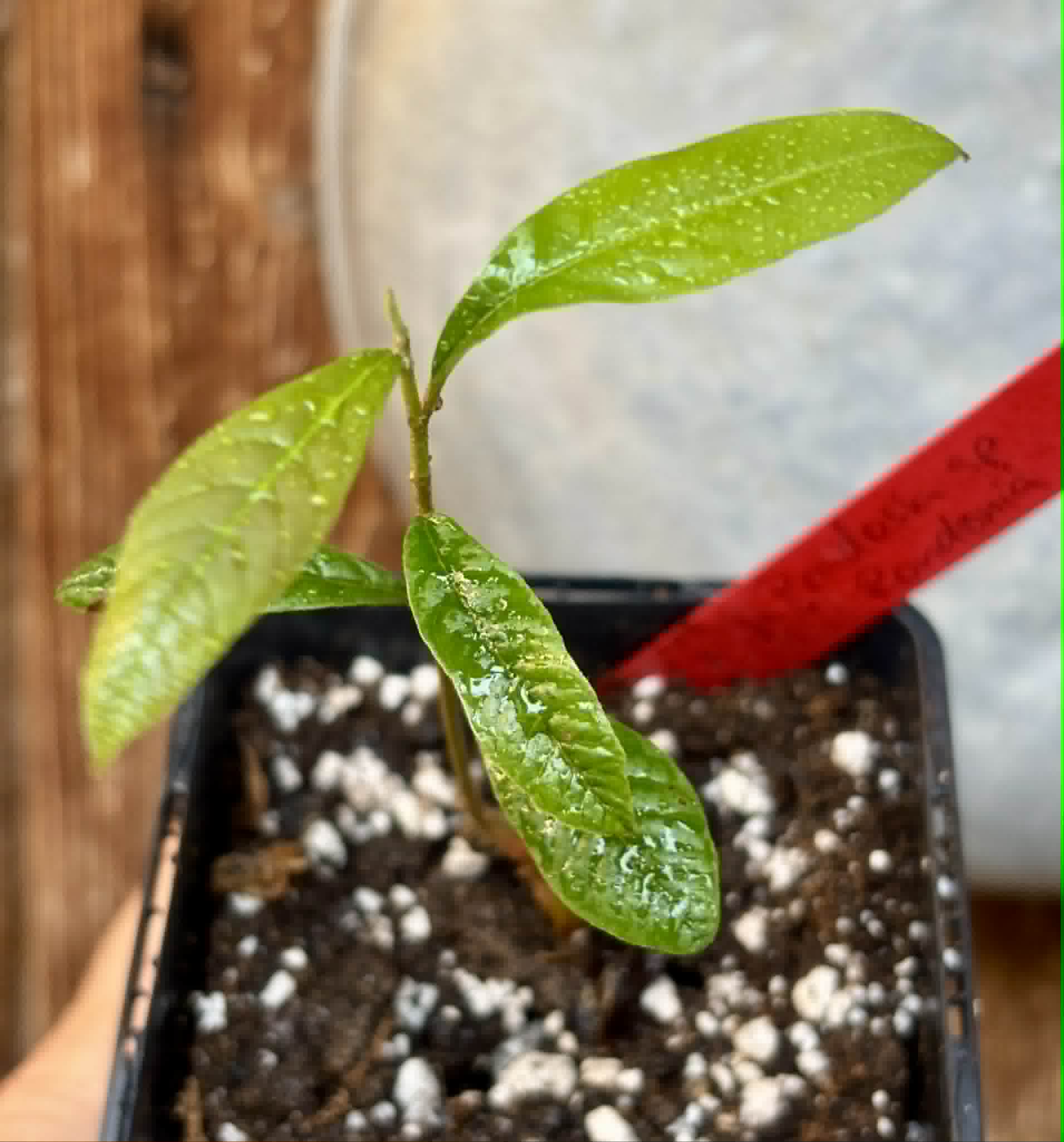 Pradosia sp Rondonia - 1 potted seedling / 1 getopfter Sämling