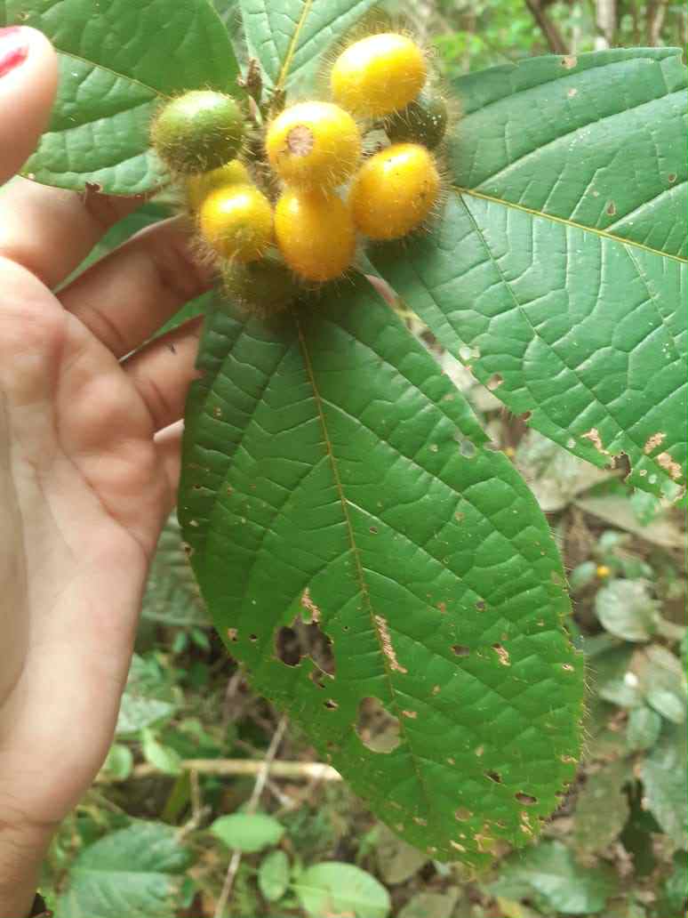 Cordia nodosa - 1 fresh seed / 1 frischer Samen