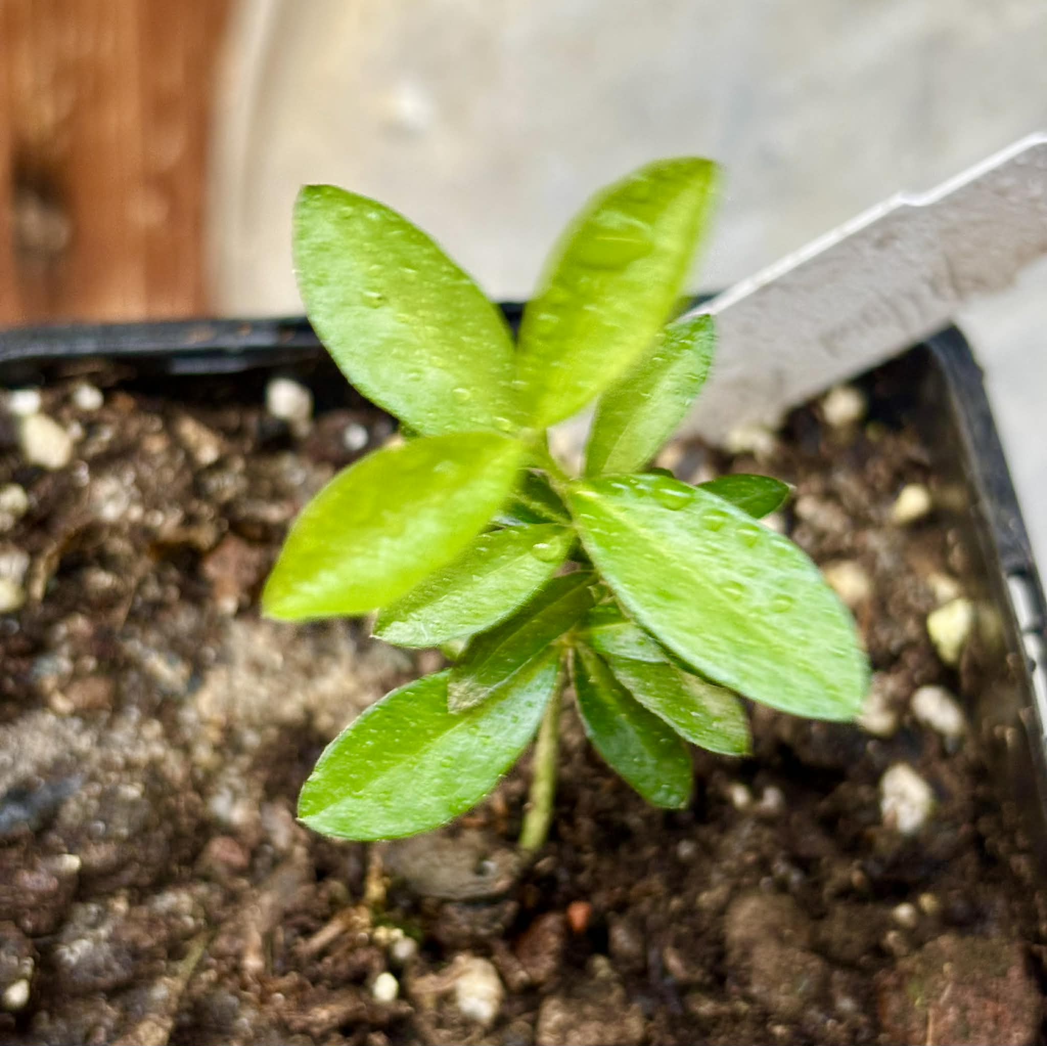 only 1 seedling available - Yellow Acerola (Malpighia glabra) - 1 potted seedling, 1 getopfter Sämling