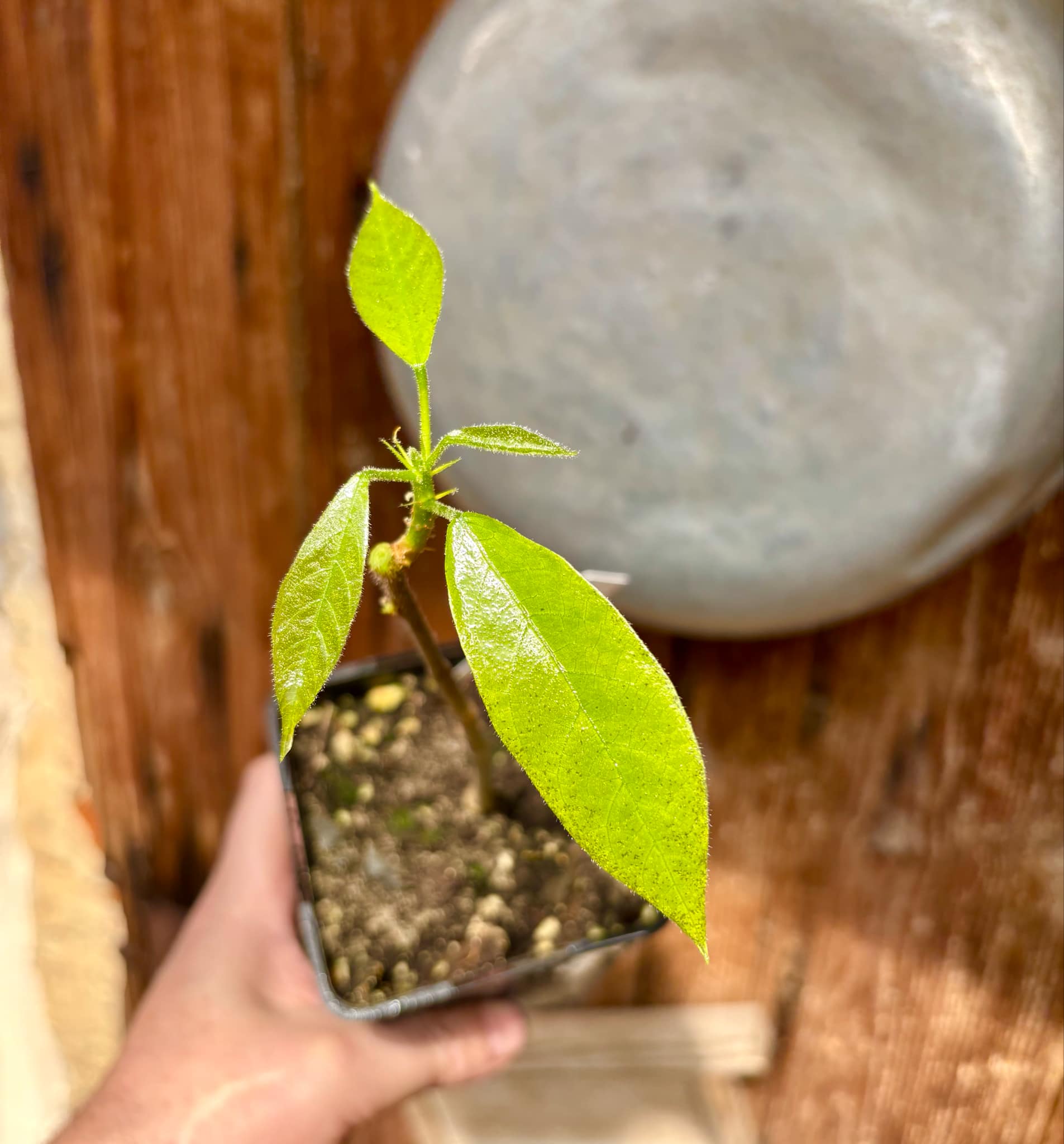 Sterculia lanceolata - 1 potted plant / 1 getopfte Pflanze 