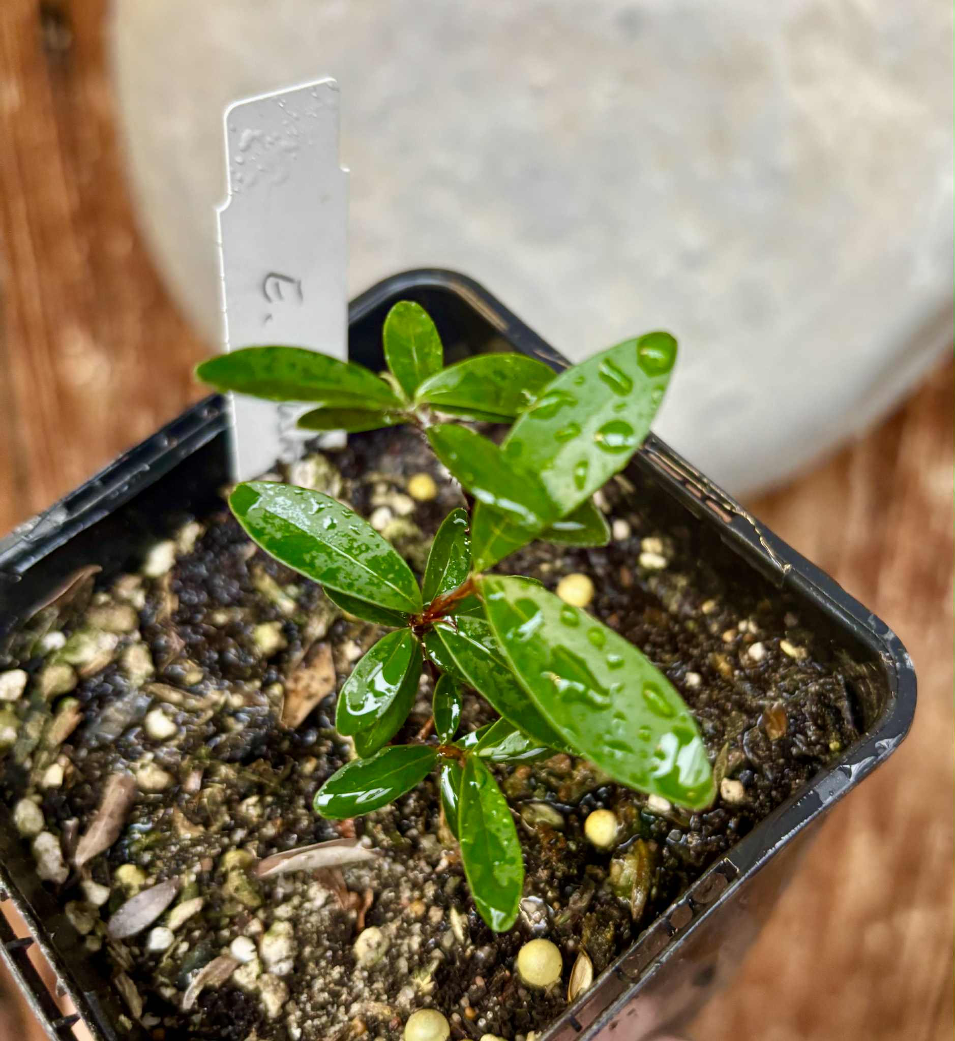 Eugenia ligustrina var. caribaeus - 1 potted seedling / 1 getopfter Sämling