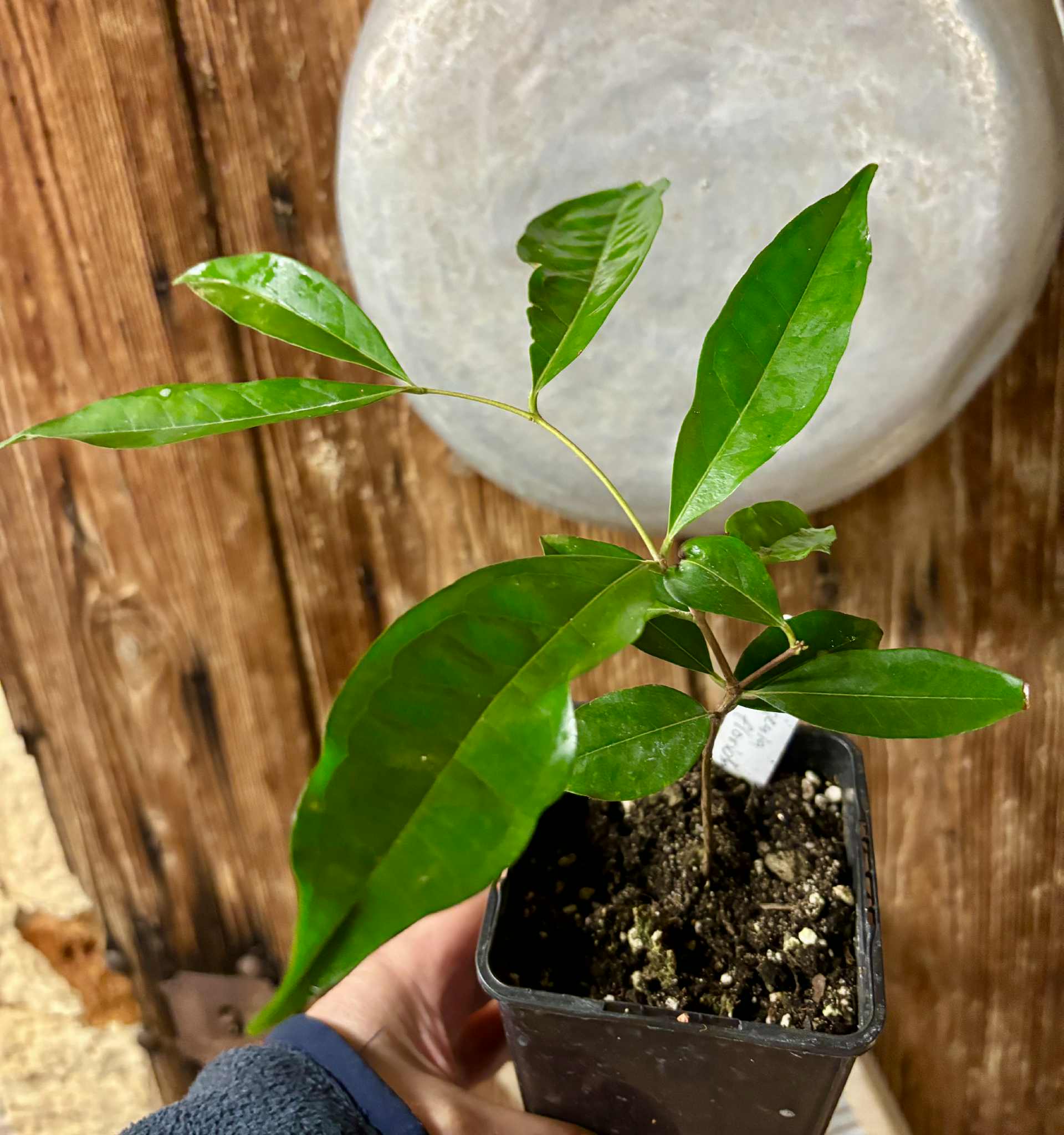 Eugenia florida - 1 potted plant / 1 getopfte Pflanze