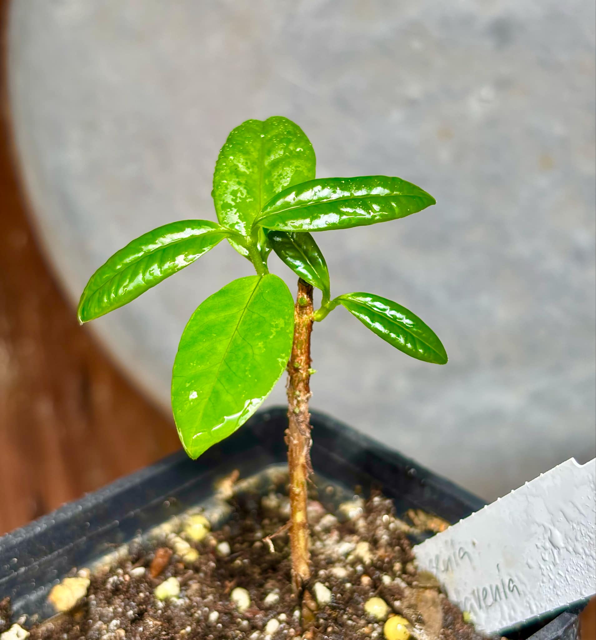 our last plant - Eugenia subavenia - 1 potted plant / 1 getopfte Pflanze