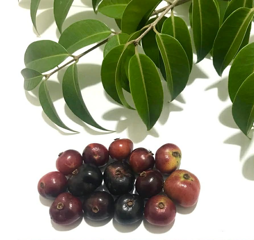 Cabeludinha do Brejo (Neomitranthes glomerata) - 1 potted seedling/ 1 getopfter Sämling