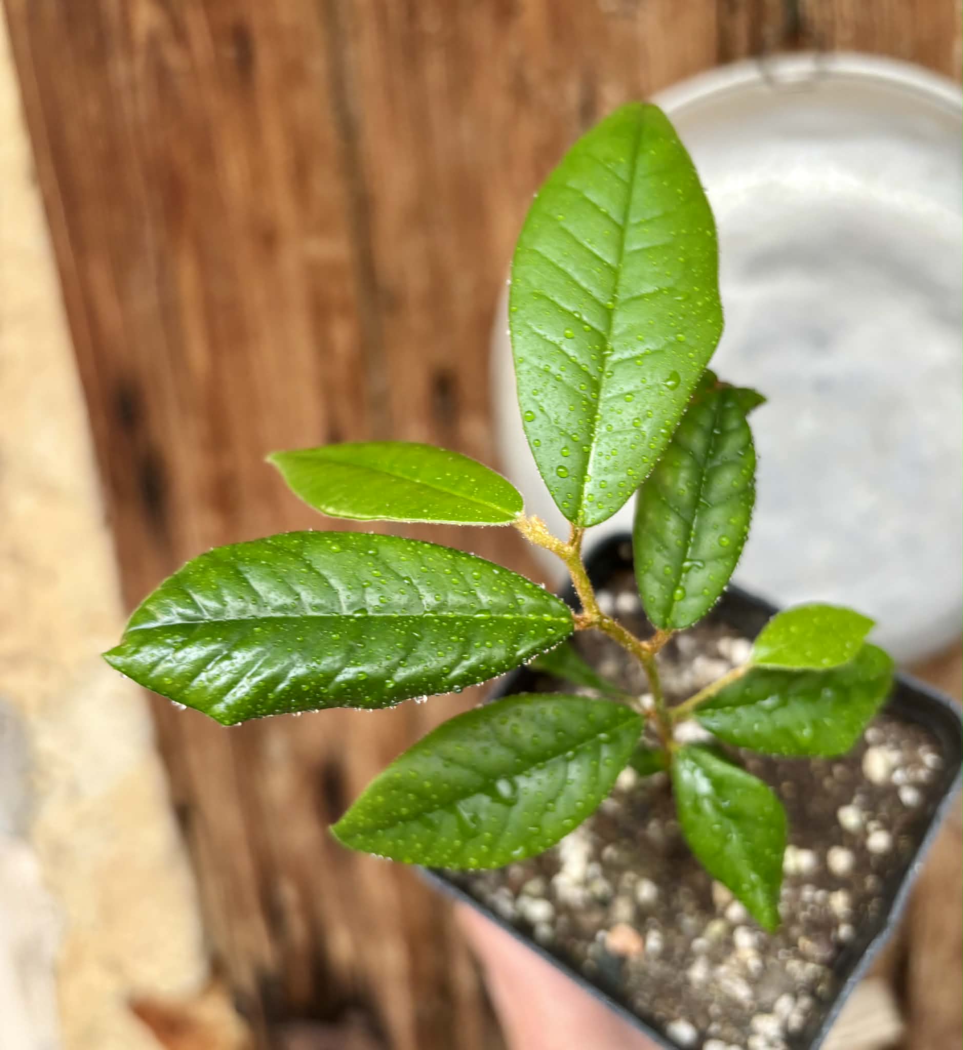 Chrysophyllum januariense  -  1 potted seedling / 1 getopfter Sämling