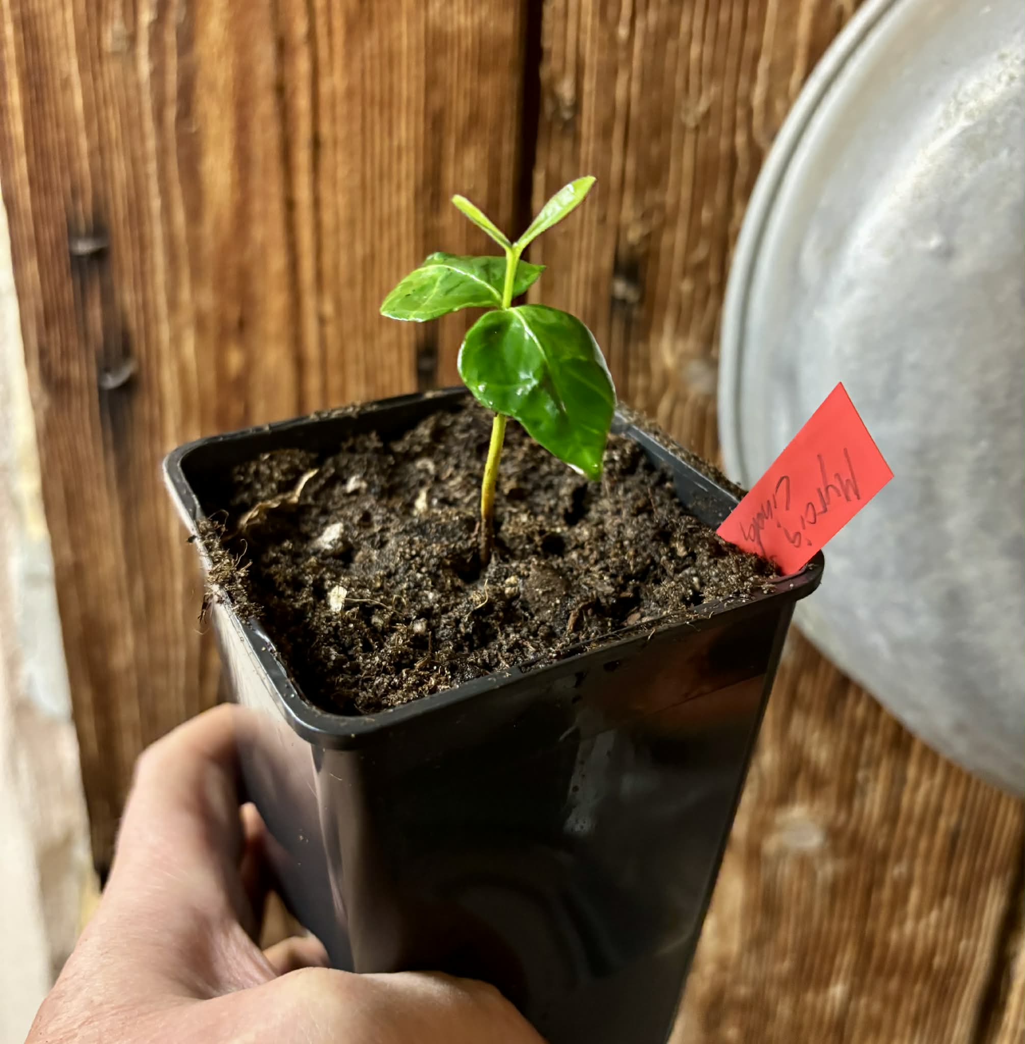 Myrcia sp linda -  1 potted seedling / 1 getopfter Sämling