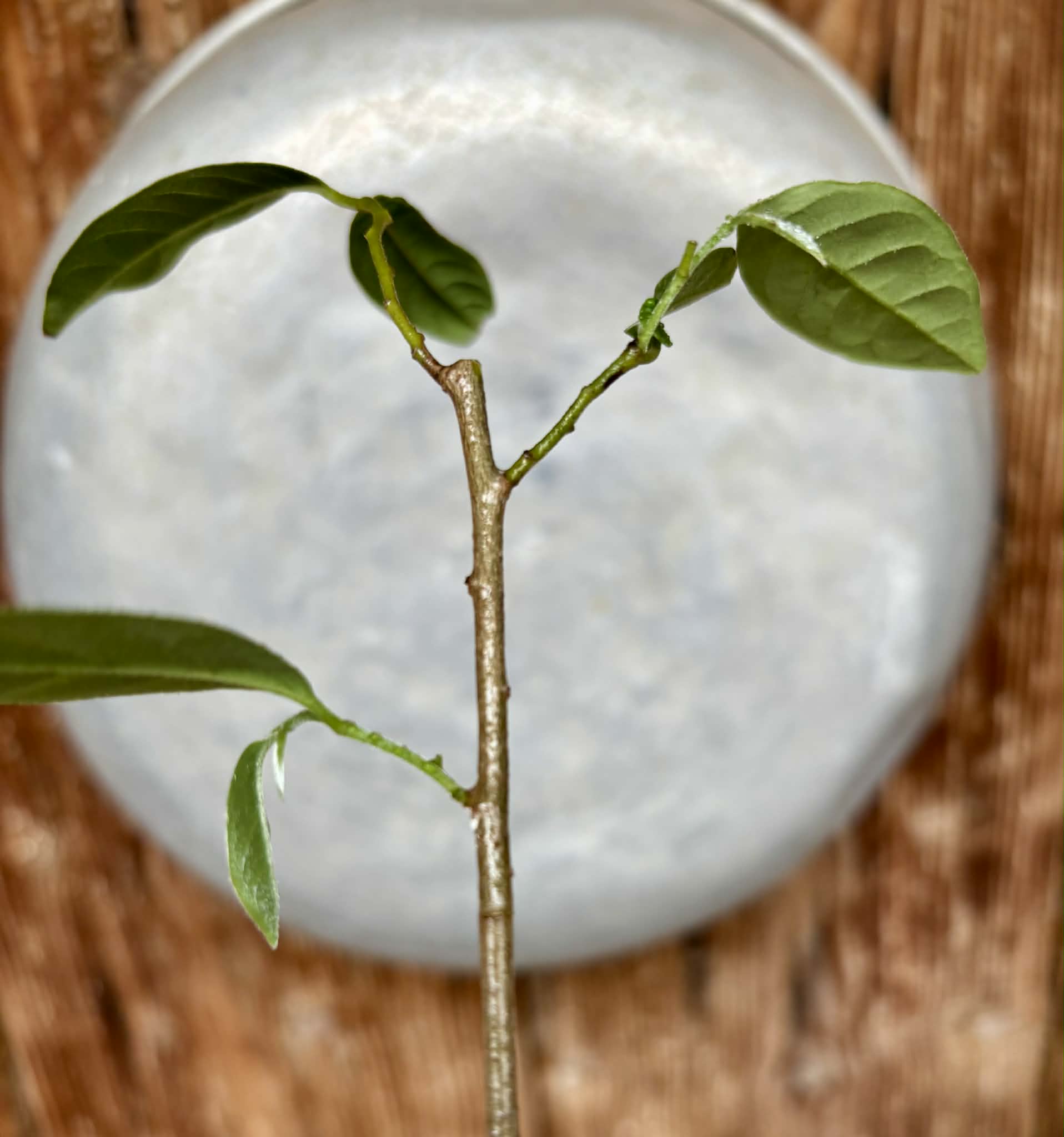 Annona sp. floresta amazônica  - 1 potted plant / 1 getopfte Pflanze