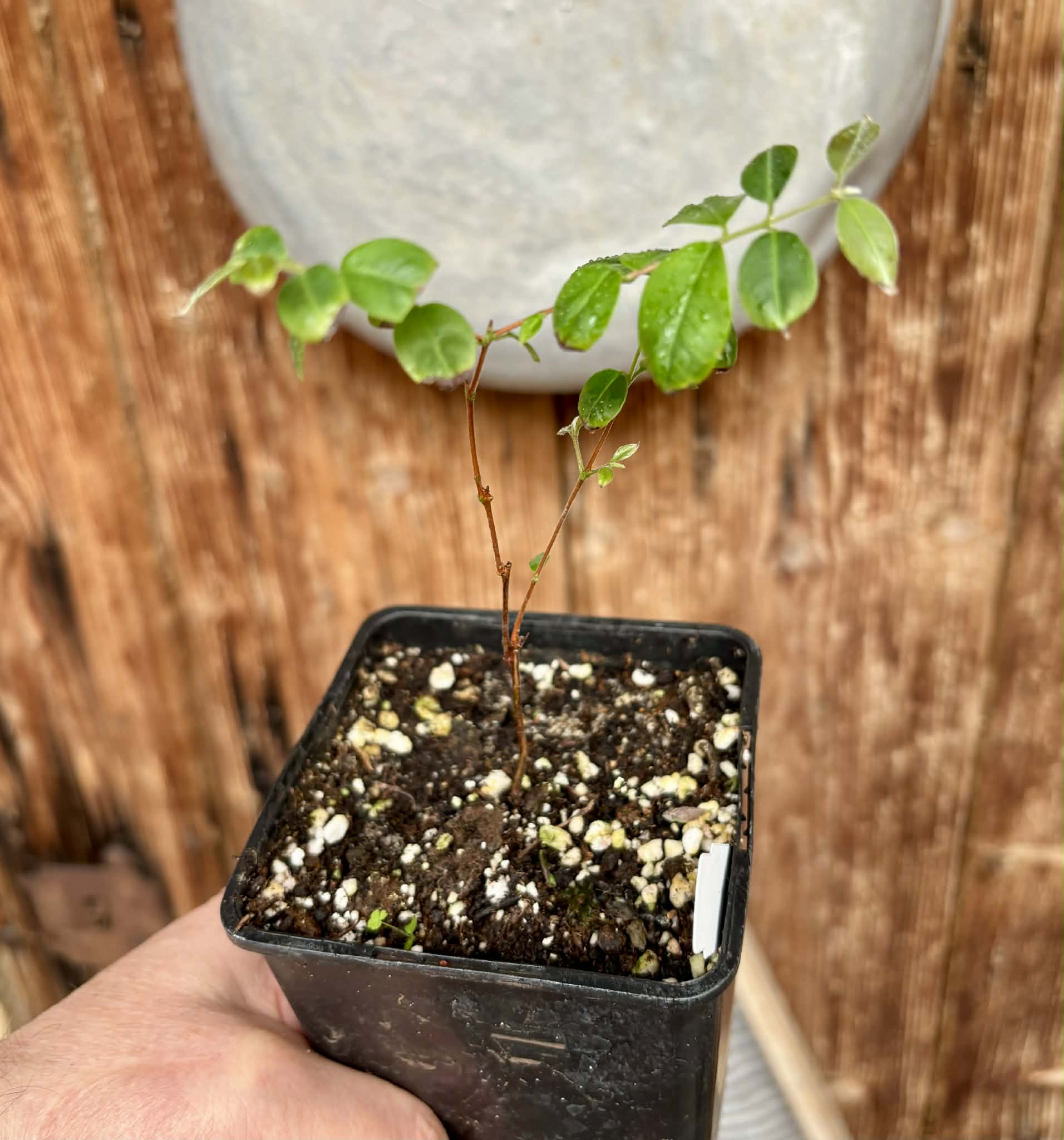 Uvaia do Visconde (Eugenia beaurepairiana) - potted seedling / 1 getopfter Sämling