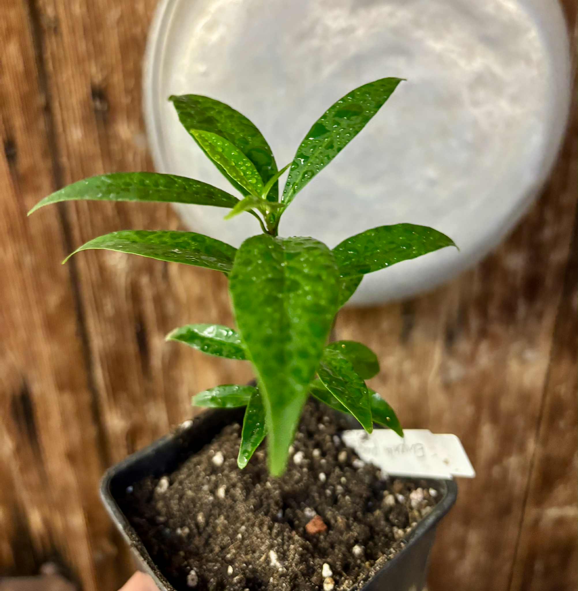 Eugenia punicifolia - 1 potted plant / 1 getopfte Pflanze